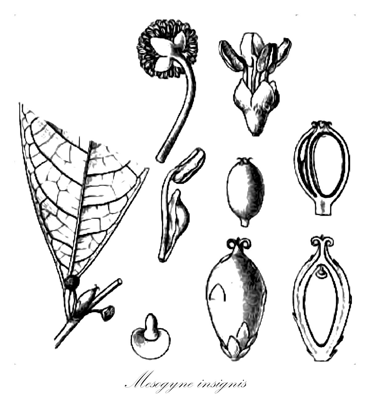 Mesogyne insignis - Moraceae,Plantae,Pteridobiotina,Angiosperms,Rosales,Moraceae,Mesogyne,Mesogyne insignis,Mesogyne henriquesii