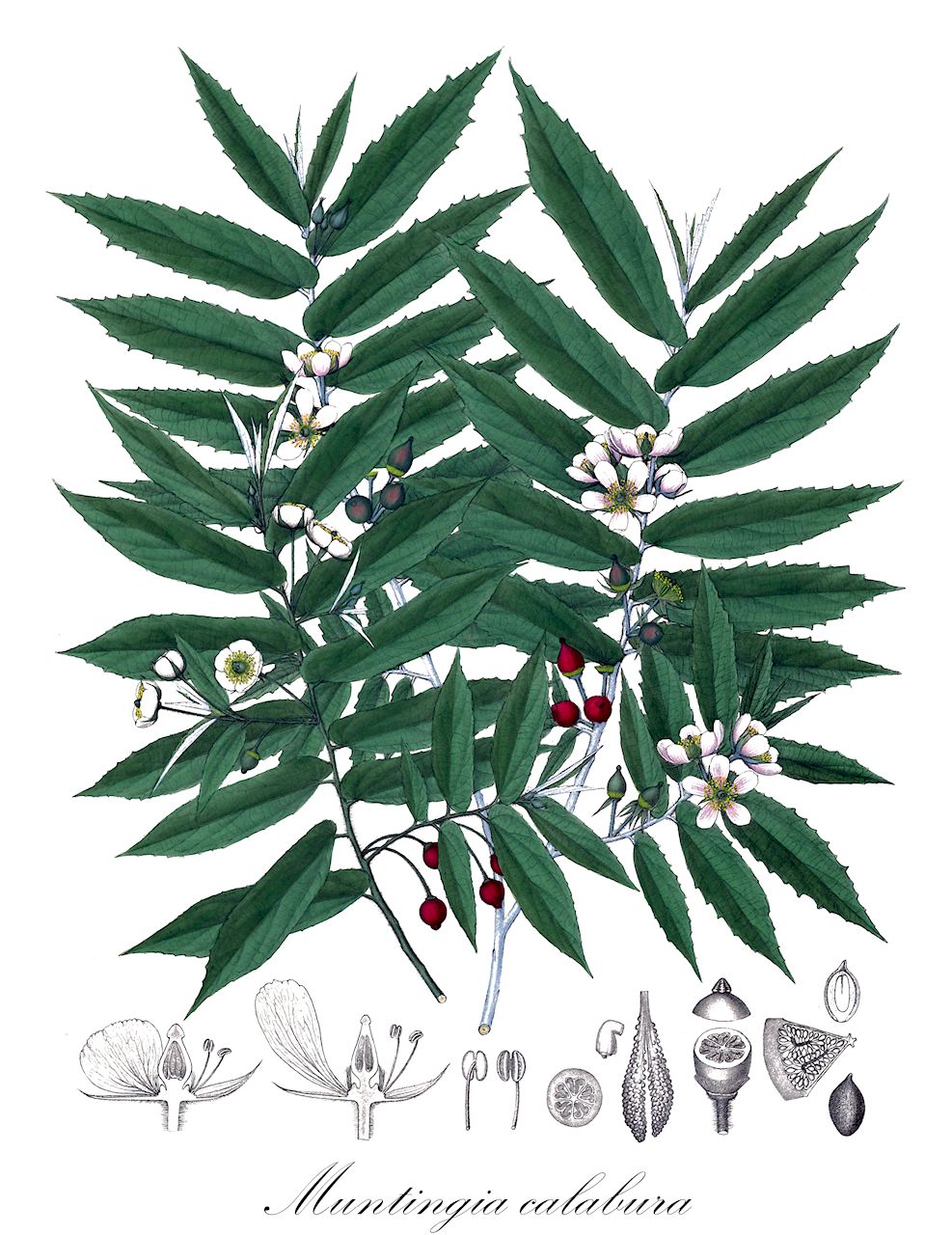 Muntingia calabura - Muntingiaceae,Plantae,Pteridobiotina,Angiosperms,Malvales,Muntingiaceae,Muntingia,Muntingia calabura,Muntingia calabura var. trinitensis, Muntingia glabra, Muntingia rosea,calabura;jamaica cherry