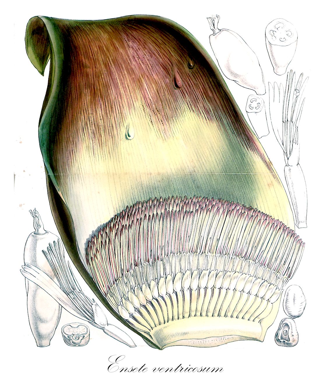 Ensete ventricosum - Musaceae,Plantae,Pteridobiotina,Angiosperms,Zingiberales,Musaceae,Ensete,Ensete ventricosum,Ensete arnoldianum, Ensete bagshawei, Ensete buchananii, Ensete davyae, Ensete edule, Ensete fecundum, Ensete holstii, Ensete laurentii, Ensete proboscideum, Ensete ruandense, Ensete rubronervatum, Ensete schweinfurthii, Ensete ulugurense, Ensete ventricosum var. montbeliardii, Mnasium theophrasti, Musa africana, Musa arnoldiana, Musa bagshawei, Musa buchananii, Musa davyae, Musa ensete, Musa ensete var. montbeliardii, Musa fecunda, Musa holstii, Musa kaguna, Musa laurentii, Musa martretiana, Musa proboscidea, Musa ruandensis, Musa rubronervata, Musa schweinfurthii, Musa ulugurensis, Musa ventricosa,Abessinische Zierbanane;Abessinische Banane;Zierbanane