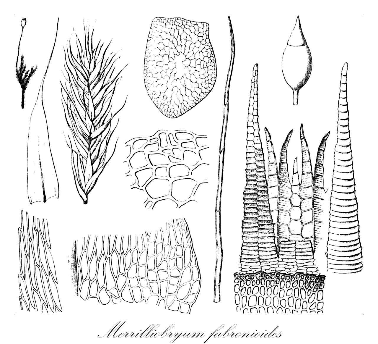 Merrilliobryum fabronioides - Myriniaceae,Plantae,Bryobiotina,Bryophyta,Bryopsida,Bryidae,Hypnanae,Hypnales,Myriniaceae,Merrilliobryum,Merrilliobryum fabronioides