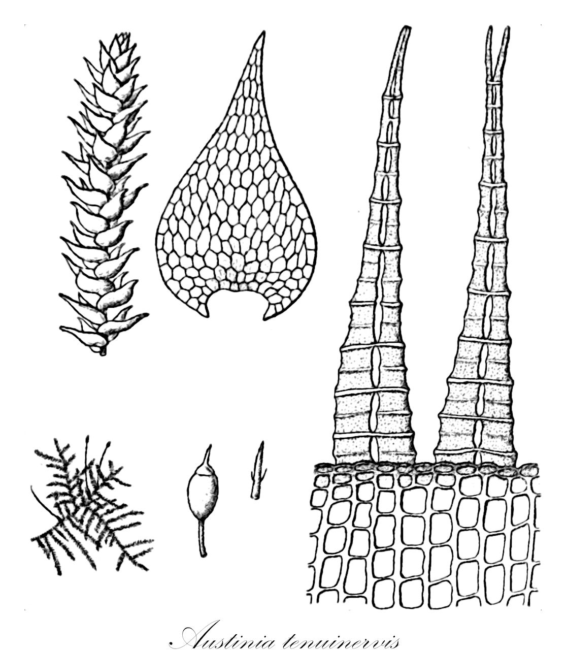 Austinia tenuinervis - Myriniaceae,Plantae,Bryobiotina,Bryophyta,Bryopsida,Bryidae,Hypnanae,Hypnales,Myriniaceae,Austinia,Austinia tenuinervis,Austinia tenuinervis var. tenuinervis, Hypnum tenuinerve