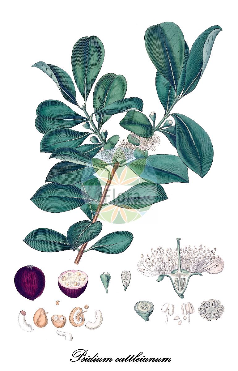 Historische Abbildung von Psidium cattleianum (Erdbeer-Guave). Das Bild zeigt Blatt, Bluete, Frucht und Same. ---- Historical Drawing of Psidium cattleianum (Erdbeer-Guave). The image is showing leaf, flower, fruit and seed.(Psidium cattleianum,Erdbeer-Guave,Erdbeer-Guayave,Psidium,Guave,Myrtaceae,Myrtengewächse,Blatt,Bluete,Frucht,Same,leaf,flower,fruit,seed,Lindley (1821))