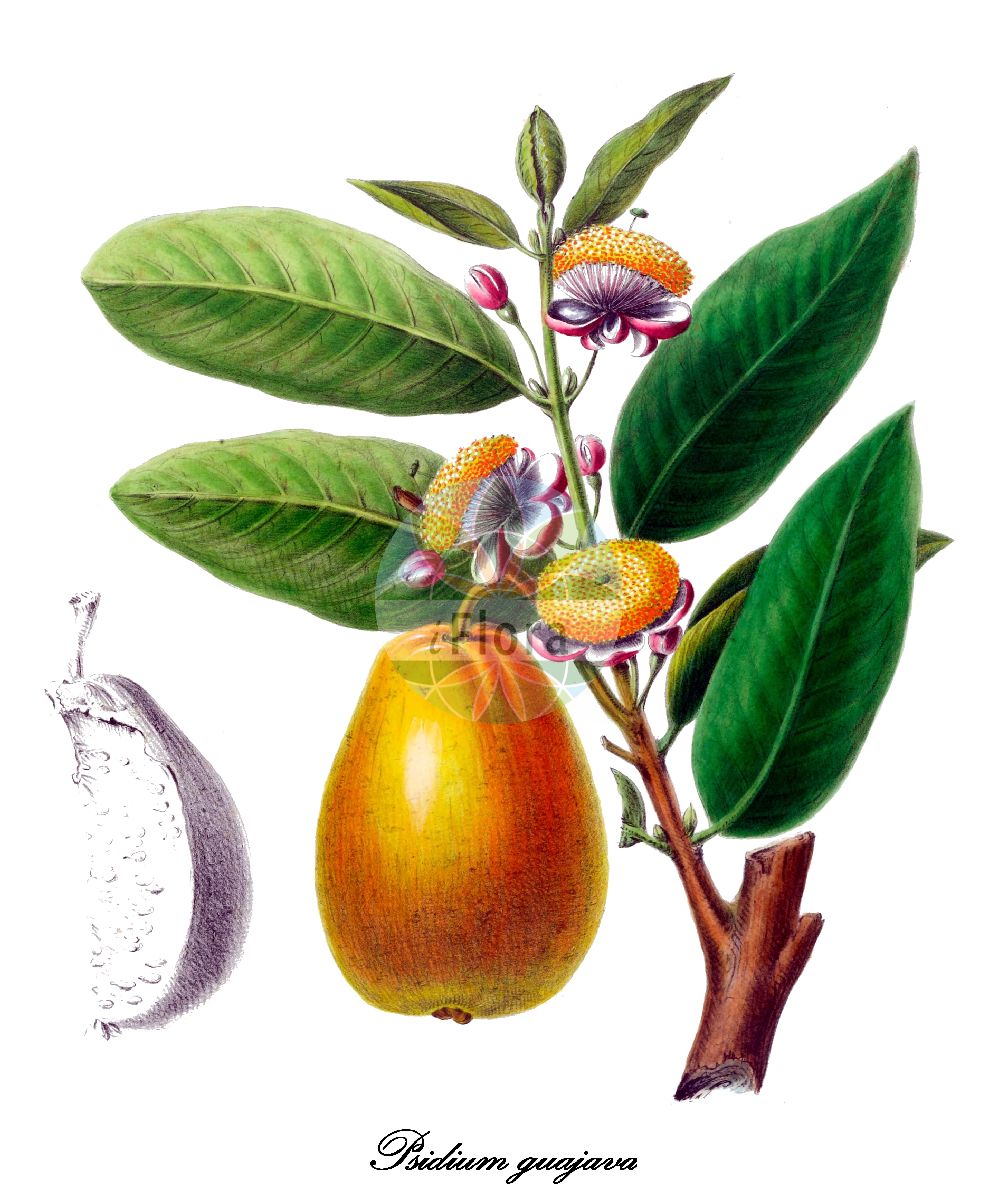 Historische Abbildung von Psidium guajava (Guave). Das Bild zeigt Blatt, Bluete, Frucht und Same. ---- Historical Drawing of Psidium guajava (Guave). The image is showing leaf, flower, fruit and seed.(Psidium guajava,Guave,Guajava pumila,Guajava pyrifera,Myrtus guajava,Psidium angustifolium,Psidium aromaticum,Psidium cujavillus,Psidium cujavus,Psidium fragrans,Psidium igatemyense,Psidium intermedium,Psidium pomiferum,Psidium prostratum,Psidium pumilum,Psidium pyriferum,Psidium sapidissimum,Psidium vulgare,Syzygium ellipticum,Psidium,Guave,Myrtaceae,Myrtengewächse,Blatt,Bluete,Frucht,Same,leaf,flower,fruit,seed,Denisse (1843-1846))