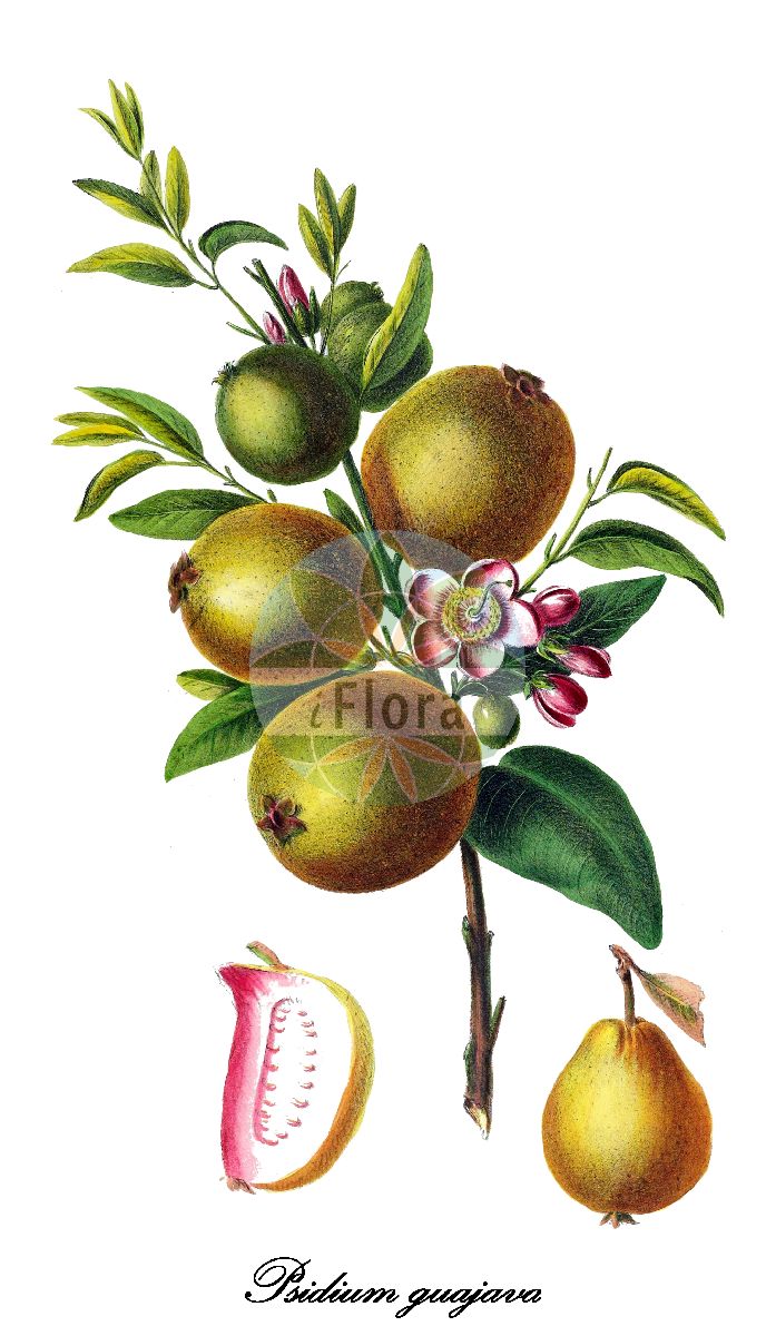 Historische Abbildung von Psidium guajava (Guave). Das Bild zeigt Blatt, Bluete, Frucht und Same. ---- Historical Drawing of Psidium guajava (Guave). The image is showing leaf, flower, fruit and seed.(Psidium guajava,Guave,Guajava pumila,Guajava pyrifera,Myrtus guajava,Psidium angustifolium,Psidium aromaticum,Psidium cujavillus,Psidium cujavus,Psidium fragrans,Psidium igatemyense,Psidium intermedium,Psidium pomiferum,Psidium prostratum,Psidium pumilum,Psidium pyriferum,Psidium sapidissimum,Psidium vulgare,Syzygium ellipticum,Psidium,Guave,Myrtaceae,Myrtengewächse,Blatt,Bluete,Frucht,Same,leaf,flower,fruit,seed,Denisse (1843-1846))