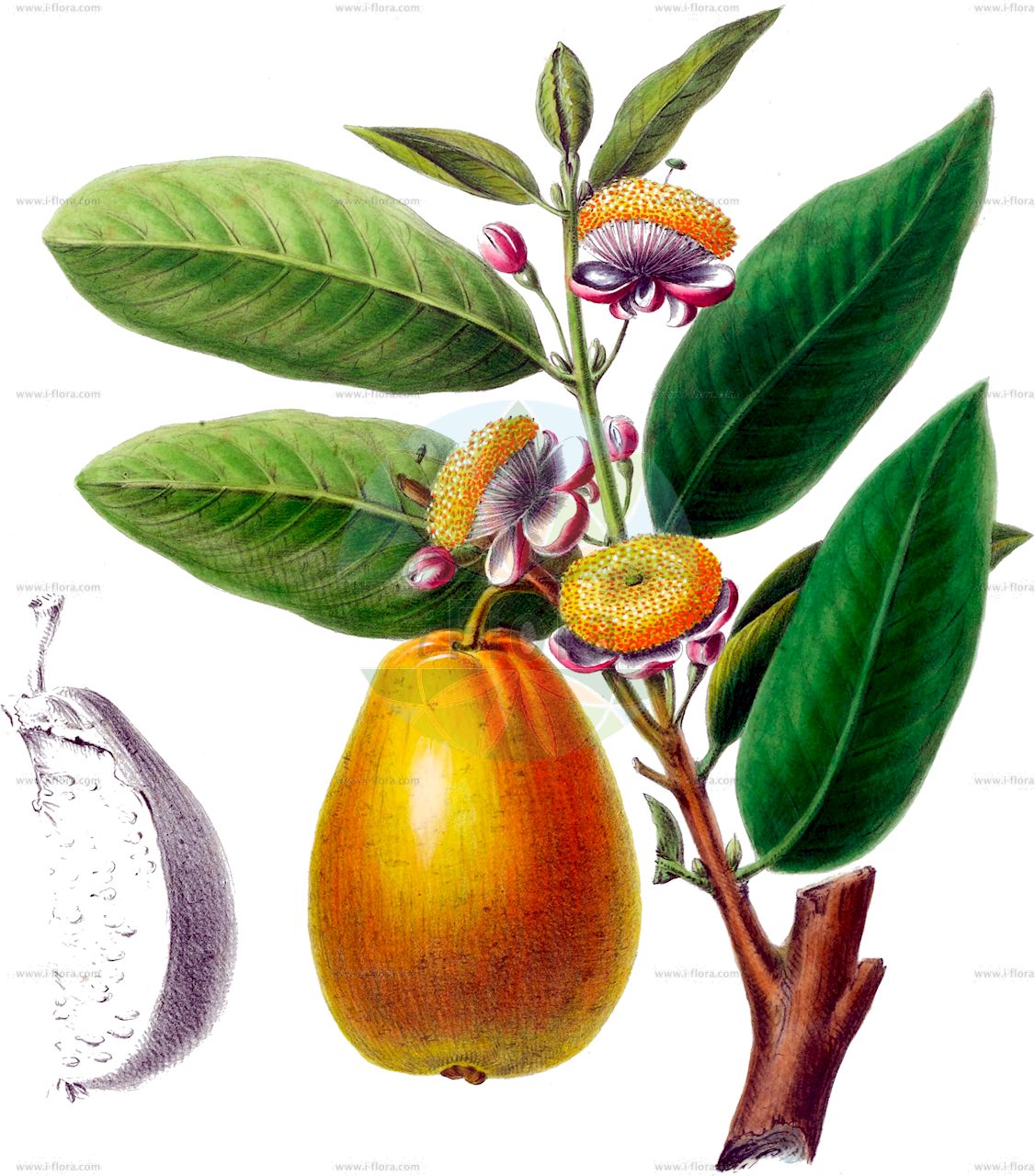 Psidium guajava - Myrtaceae,Plantae,Pteridobiotina,Angiosperms,Myrtales,Myrtaceae,Psidium,Psidium guajava,Guajava pumila, Guajava pyrifera, Myrtus guajava, Myrtus guajava var. pyrifera, Psidium angustifolium, Psidium aromaticum, Psidium chodatianum, Psidium crispum, Psidium cujavillus, Psidium cujavus, Psidium ellipticum, Psidium fragrans, Psidium globosum, Psidium guajava f. cujavillus, Psidium guajava var. cujavillum, Psidium guajava var. guajava, Psidium guajava var. minor, Psidium guayava, Psidium igatemyense, Psidium igatemyensis, Psidium intermedium, Psidium longifolium, Psidium pomiferum, Psidium pomiferum var. sapidissimum, Psidium prostratum, Psidium pumilum, Psidium pumilum var. guadalupense, Psidium pumilum var. intermedium, Psidium pumilum var. rufescens, Psidium pyriferum, Psidium pyriferum var. glabrum, Psidium sapidissimum, Psidium subcrenatum, Psidium vulgare, Syzygium ellipticum,Guave;goyavier commun;guayaba grande;guaia giallo;pero del India;pero dell'India;guavaboom;goiaba;goiabeira;гуава