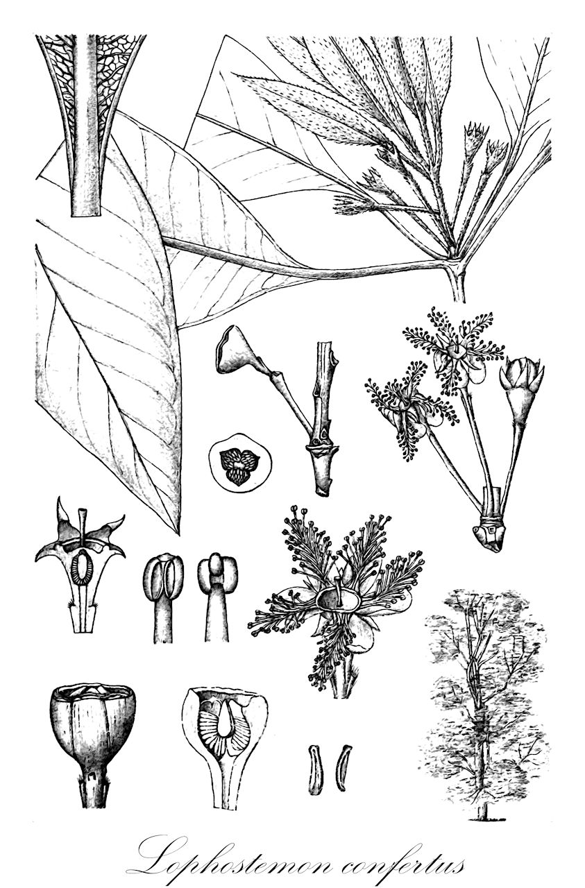 Lophostemon confertus - Myrtaceae,Plantae,Pteridobiotina,Angiosperms,Myrtales,Myrtaceae,Lophostemon,Lophostemon confertus,Lophostemon arborescens, Melaleuca conferta, Tristania conferta, Tristania conferta, Tristania conferta var. fibrosa, Tristania conferta var. microcarpa, Tristania conferta var. typica, Tristania depressa, Tristania griffithii, Tristania macrophylla, Tristania subverticillata,Wasser-Gummibaum