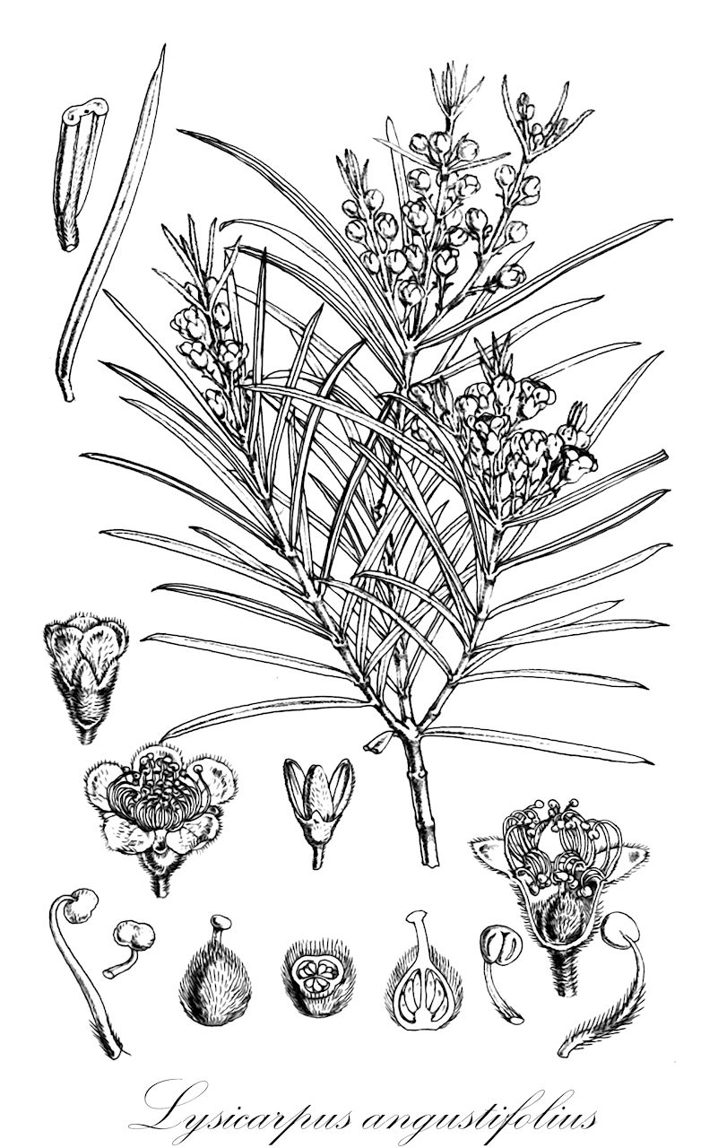 Lysicarpus angustifolius - Myrtaceae,Plantae,Pteridobiotina,Angiosperms,Myrtales,Myrtaceae,Lysicarpus,Lysicarpus angustifolius,Lysicarpus ternifolius, Metrosideros ternifolia, Nania ternifolia, Tristania angustifolia