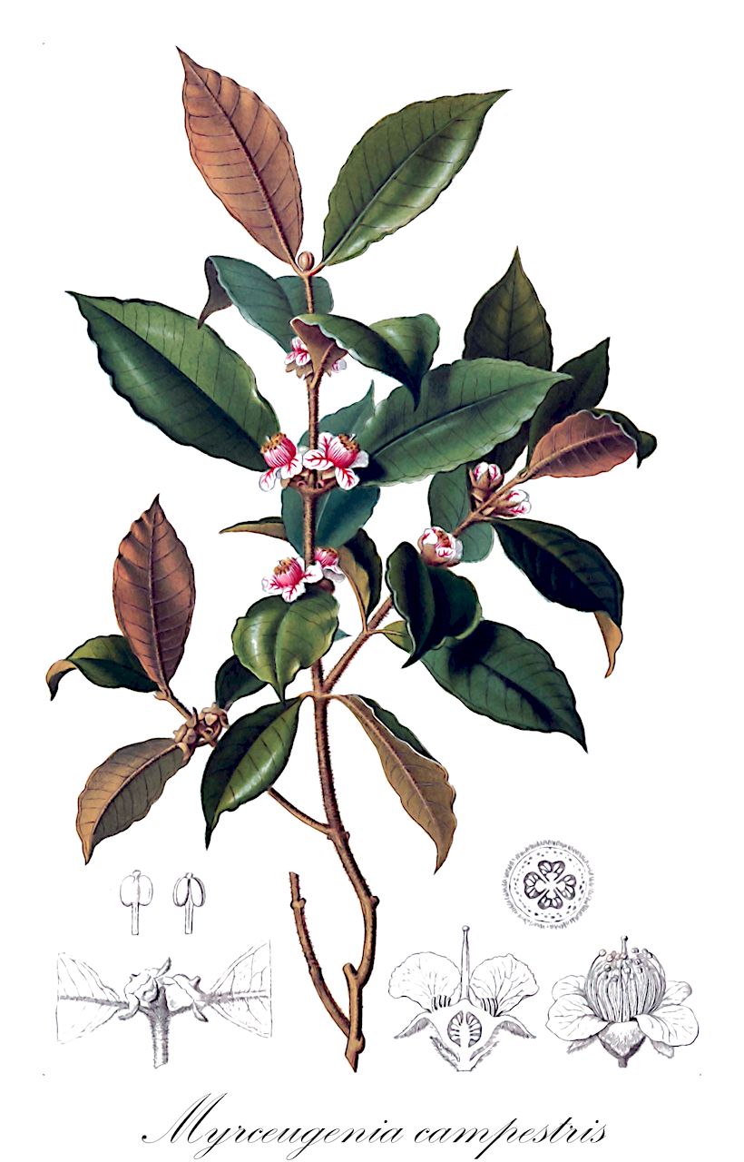 Myrceugenia campestris - Myrtaceae,Plantae,Pteridobiotina,Angiosperms,Myrtales,Myrtaceae,Myrceugenia,Myrceugenia campestris,Eugenia campestris, Eugenia campestris var. nervulosa, Eugenia distans, Luma campestris, Luma distans, Myrceugenia campestris var. distans, Myrceugenia distans, Psidium paraibicum