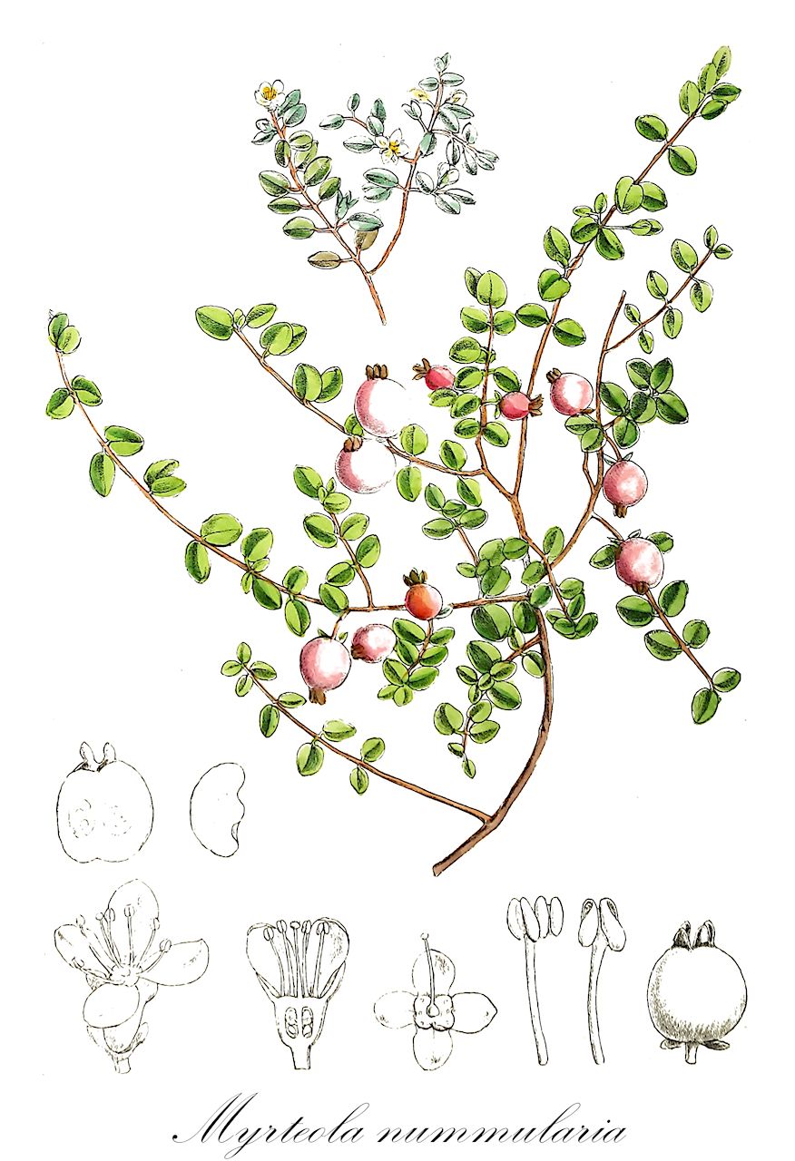 Myrteola nummularia - Myrtaceae,Plantae,Pteridobiotina,Angiosperms,Myrtales,Myrtaceae,Myrteola,Myrteola nummularia,Cluacena vaccinioides, Eugenia humifusa, Eugenia leucomyrtillus, Myrteola barneoudii, Myrteola barneoudii var. humifusa, Myrteola bullata, Myrteola bullata var. pentamera, Myrteola bullata var. tetramera, Myrteola humifusa, Myrteola leucomyrtillus, Myrteola nannophylla, Myrteola nummularia var. barneoudii, Myrteola nummularia var. nummularia, Myrteola nummularia var. repens, Myrteola oxycoccoides, Myrteola philippii, Myrteola repens, Myrteola vaccinioides, Myrteola vaccinioides var. carabaya, Myrteola vaccinioides var. vaccinioides, Myrtus barneoudii, Myrtus humifusa, Myrtus leucomyrtillus, Myrtus leucomyrtus, Myrtus nummularia, Myrtus nummularia, Myrtus nummularia var. major, Myrtus oxycoccoides, Myrtus repens, Myrtus vaccinioides, Orestion vaccinioides