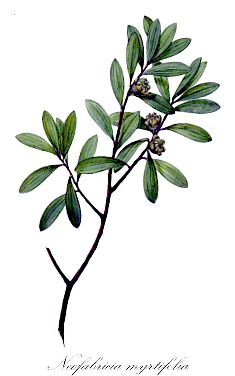 Neofabricia myrtifolia - Myrtaceae,Fabricia myrtifolia, Leptospermum fabricia,Plantae,Pteridobiotina,Angiosperms,Myrtales,Myrtaceae,Neofabricia,Neofabricia myrtifolia