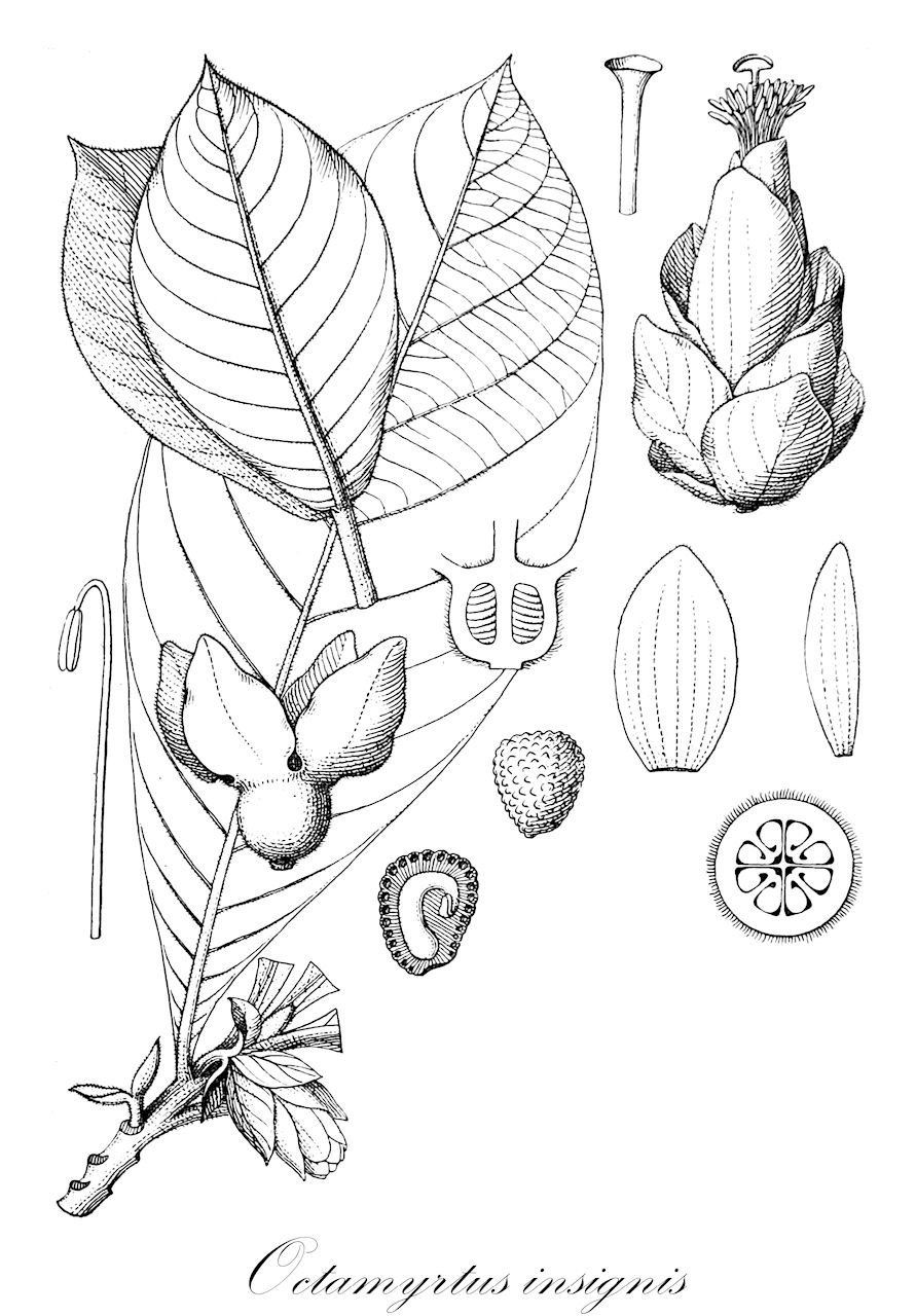 Octamyrtus insignis - Myrtaceae,Plantae,Pteridobiotina,Angiosperms,Myrtales,Myrtaceae,Octamyrtus,Octamyrtus insignis