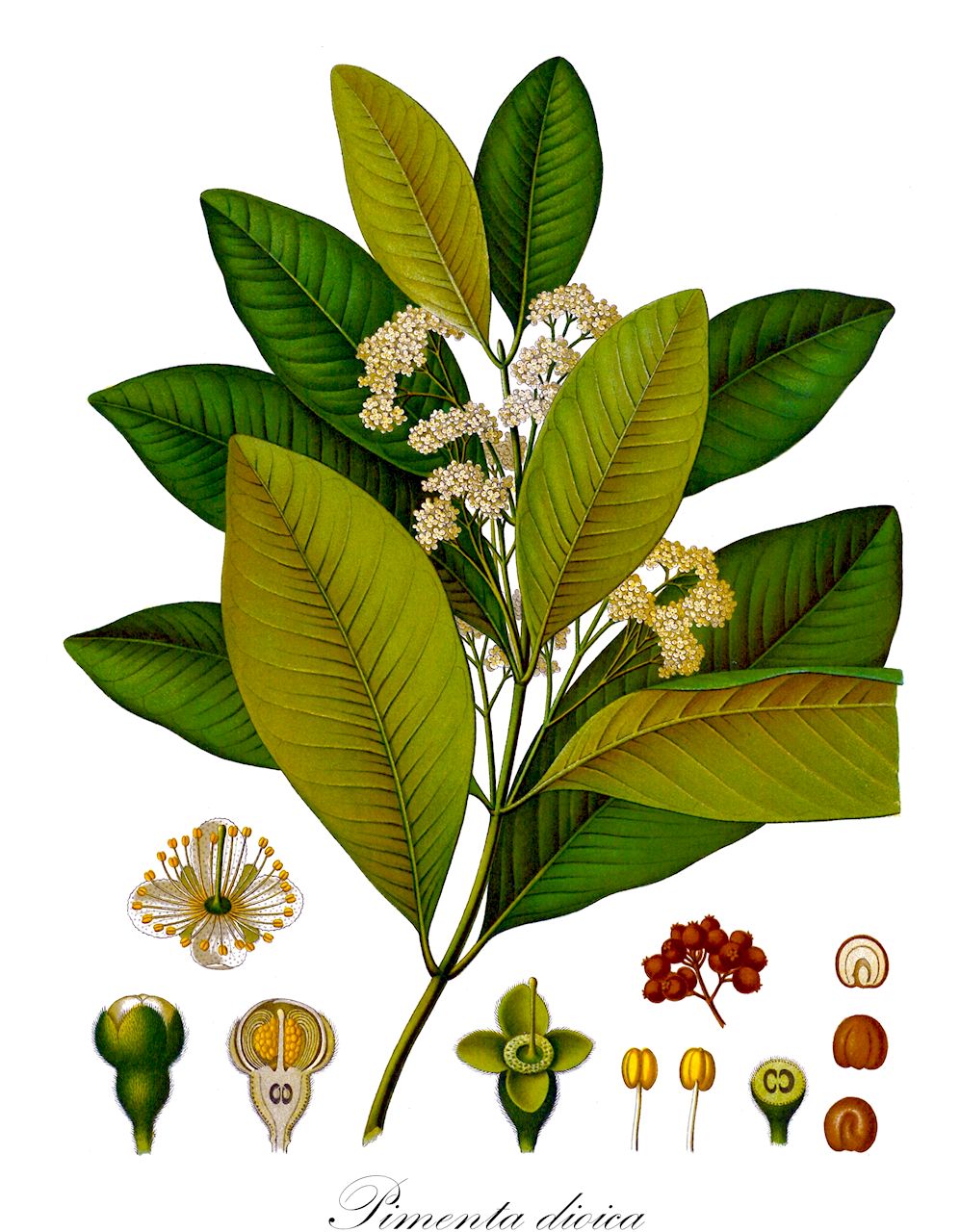 Pimenta dioica - Myrtaceae,Plantae,Pteridobiotina,Angiosperms,Myrtales,Myrtaceae,Pimenta,Pimenta dioica,Caryophyllus pimenta, Eugenia micrantha, Eugenia pimenta, Eugenia pimenta var. longifolia, Eugenia pimenta var. ovalifolia, Evanesca crassifolia, Evanesca micrantha, Myrtus aromatica, Myrtus aromatica, Myrtus dioica, Myrtus pimenta, Myrtus pimenta var. brevifolia, Myrtus pimenta var. longifolia, Myrtus piperita, Pimenta aromatica, Pimenta communis, Pimenta communis, Pimenta officinalis, Pimenta officinalis var. cumanensis, Pimenta officinalis var. longifolia, Pimenta officinalis var. ovalifolia, Pimenta officinalis var. tenuifolia, Pimenta pimenta, Pimenta vulgaris, Pimenta vulgaris, Pimentus aromatica, Pimentus geminata, Pimentus vera,Nelkenpfeffer;Pimentbaum