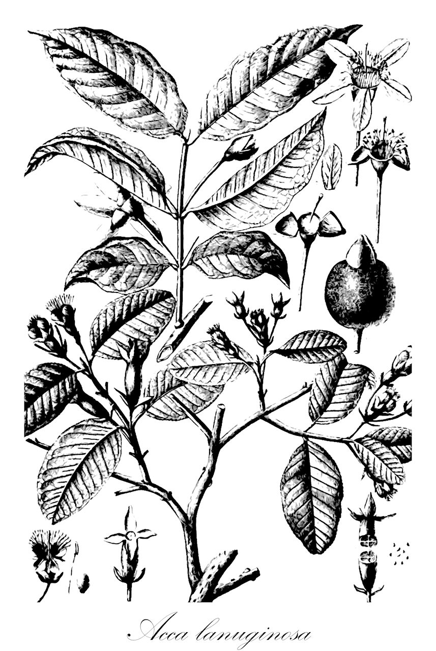 Acca lanuginosa - Myrtaceae,Acca peruviana, Acca velutina, Psidium lanuginosum, Psidium lanuginosum,Plantae,Pteridobiotina,Angiosperms,Myrtales,Myrtaceae,Acca,Acca lanuginosa