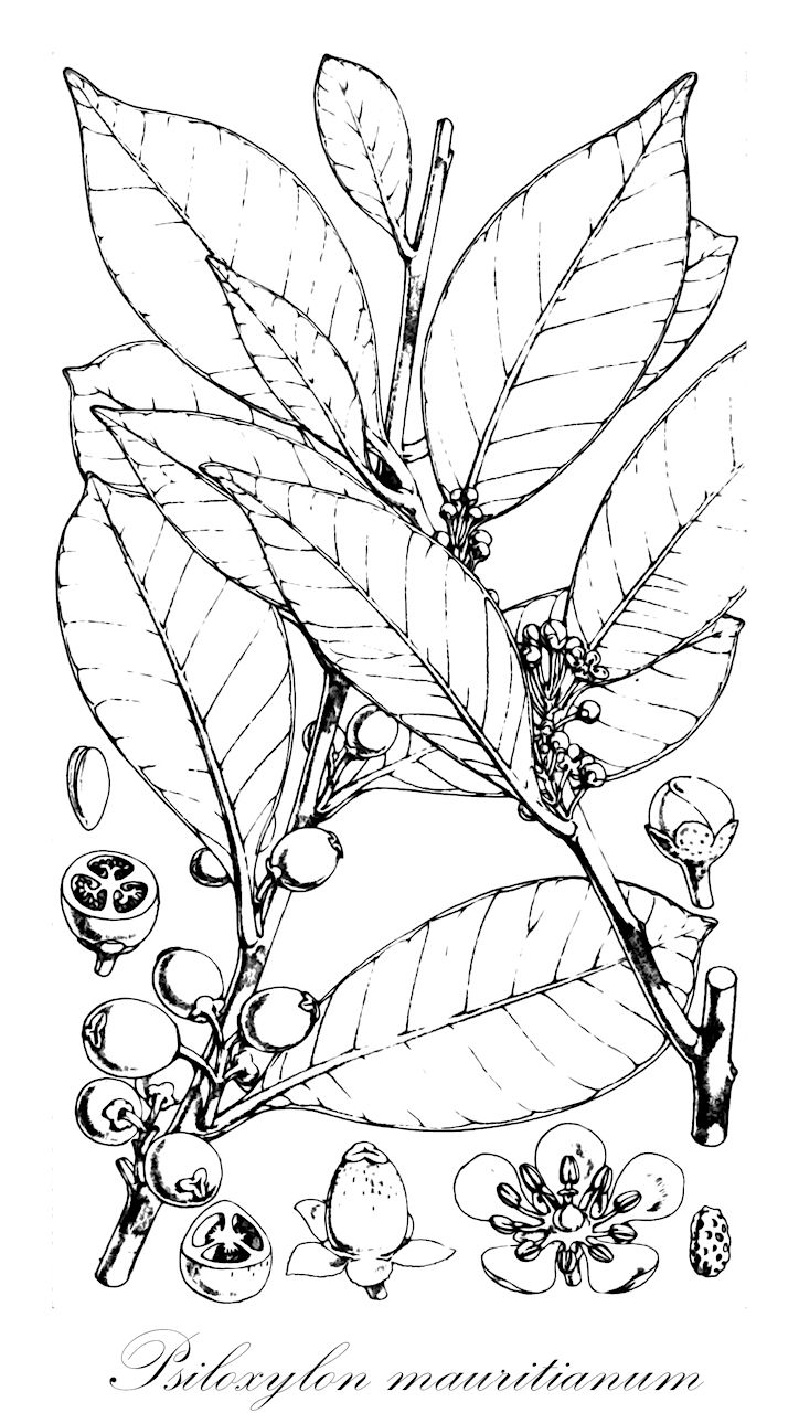 Psiloxylon mauritianum - Myrtaceae,Fropiera mauritiana,Plantae,Pteridobiotina,Angiosperms,Myrtales,Myrtaceae,Psiloxylon,Psiloxylon mauritianum