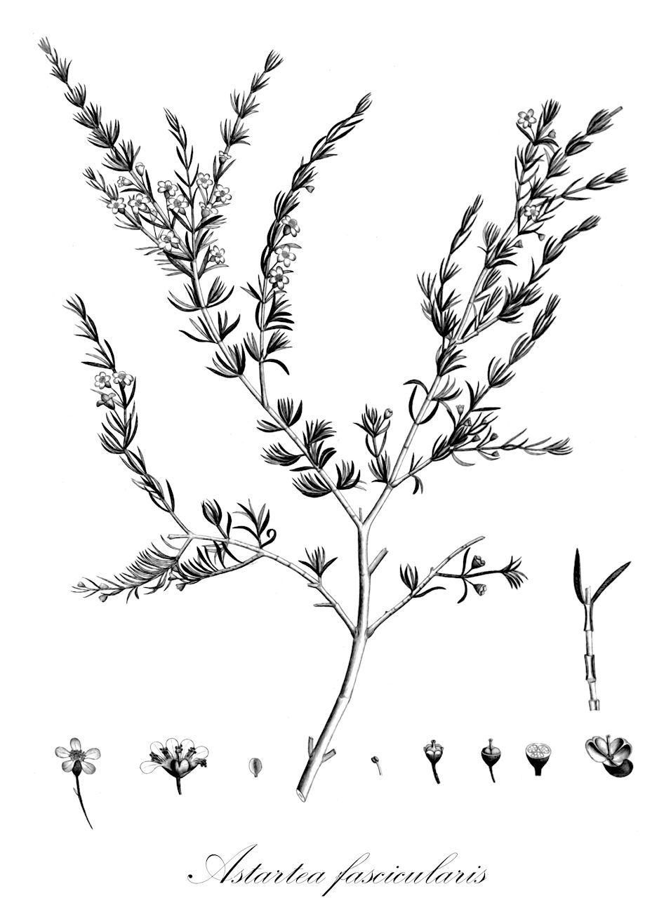 Astartea fascicularis - Myrtaceae,Plantae,Pteridobiotina,Angiosperms,Myrtales,Myrtaceae,Astartea,Astartea fascicularis,Baeckea fascicularis, Melaleuca fascicularis