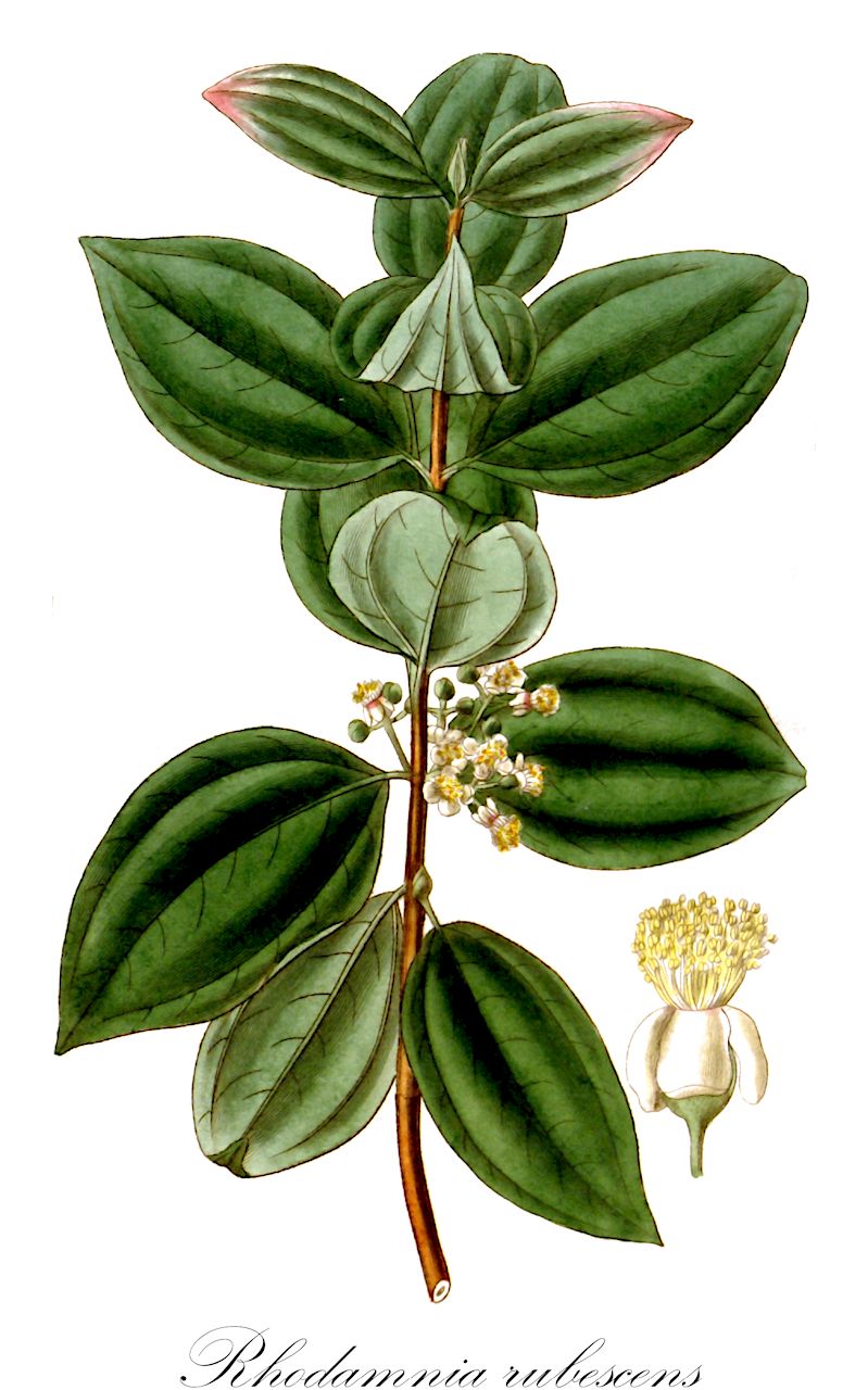 Rhodamnia rubescens - Myrtaceae,Plantae,Pteridobiotina,Angiosperms,Myrtales,Myrtaceae,Rhodamnia,Rhodamnia rubescens,Eugenia trinervia, Monoxora rubescens, Myrtus melastomoides, Myrtus trinervia, Rhodamnia trinervia