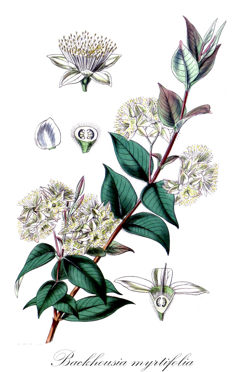 Backhousia myrtifolia - Myrtaceae,Plantae,Pteridobiotina,Angiosperms,Myrtales,Myrtaceae,Backhousia,Backhousia myrtifolia,Backhousia australis, Backhousia riparia