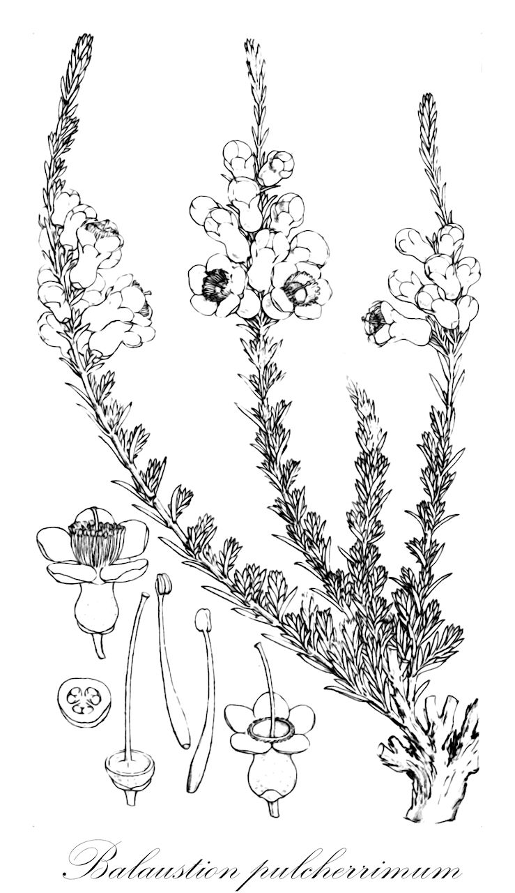 Balaustion pulcherrimum - Myrtaceae,Plantae,Pteridobiotina,Angiosperms,Myrtales,Myrtaceae,Balaustion,Balaustion pulcherrimum,Cheynia pulchella, Punicella carinata