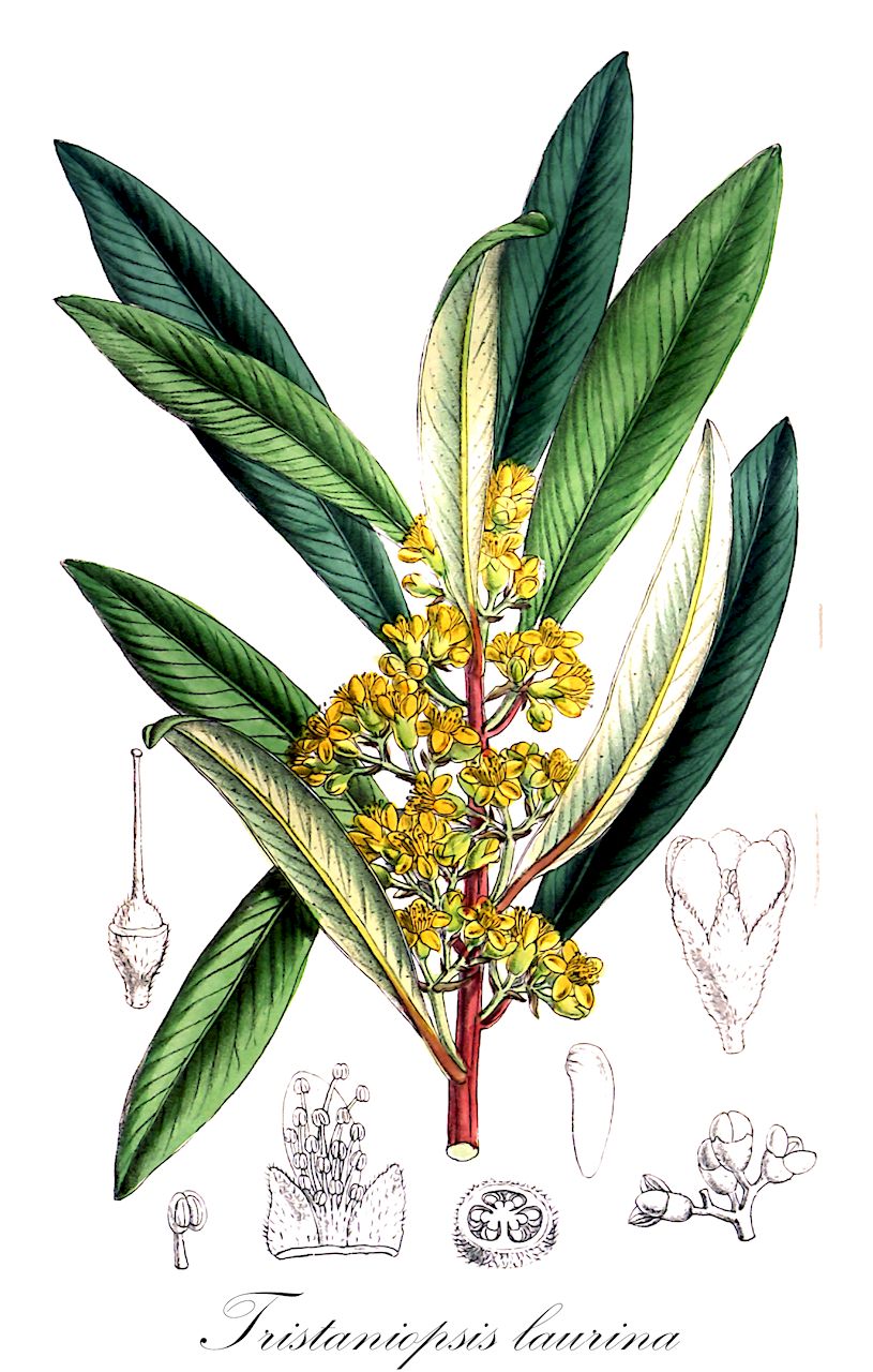 Tristaniopsis laurina - Myrtaceae,Plantae,Pteridobiotina,Angiosperms,Myrtales,Myrtaceae,Tristaniopsis,Tristaniopsis laurina,Melaleuca laurina, Tristania bakeriana, Tristania laurina