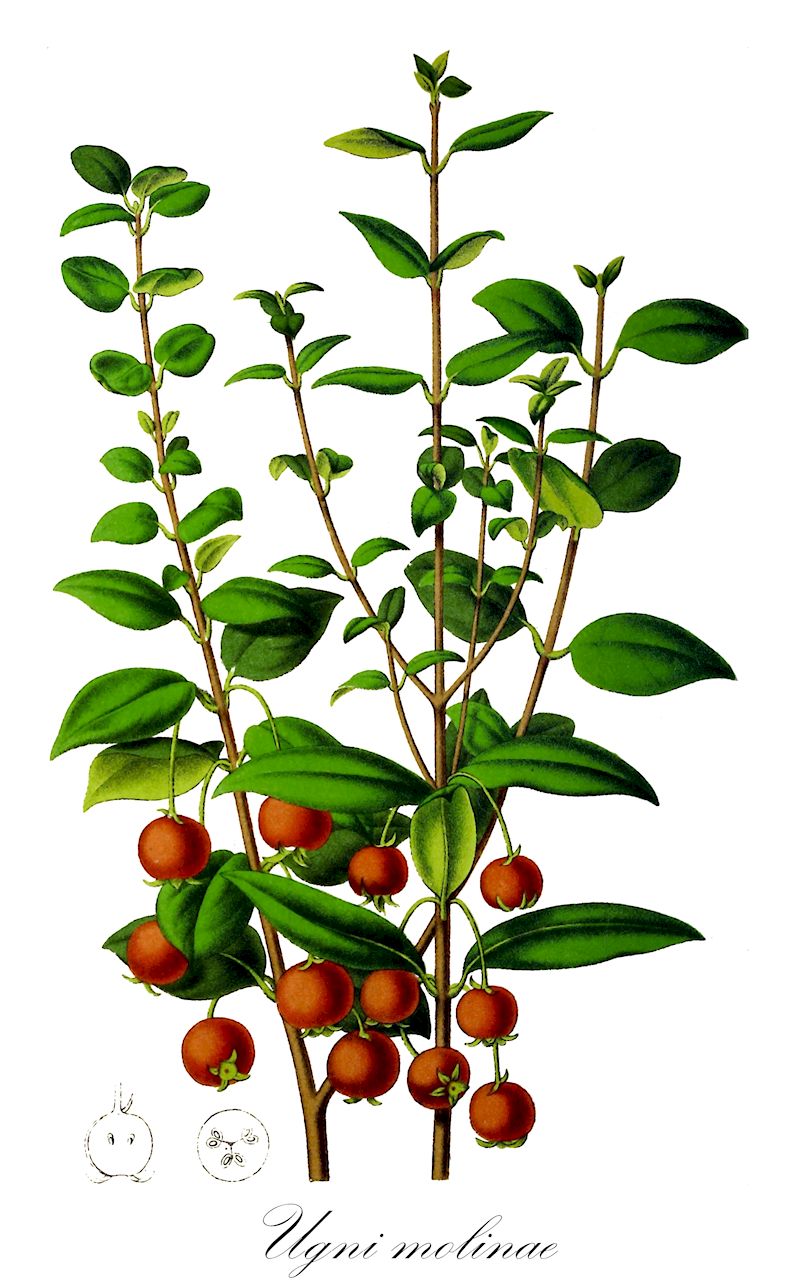 Ugni molinae - Myrtaceae,Plantae,Pteridobiotina,Angiosperms,Myrtales,Myrtaceae,Ugni,Ugni molinae,Eugenia ugni, Myrtus molinae, Myrtus ugni, Myrtus ugni var. angustifolia, Myrtus ugni var. latifolia, Ugni bridgesii, Ugni lanceolata, Ugni myrtus, Ugni philippii, Ugni poeppigii, Ugni ugni