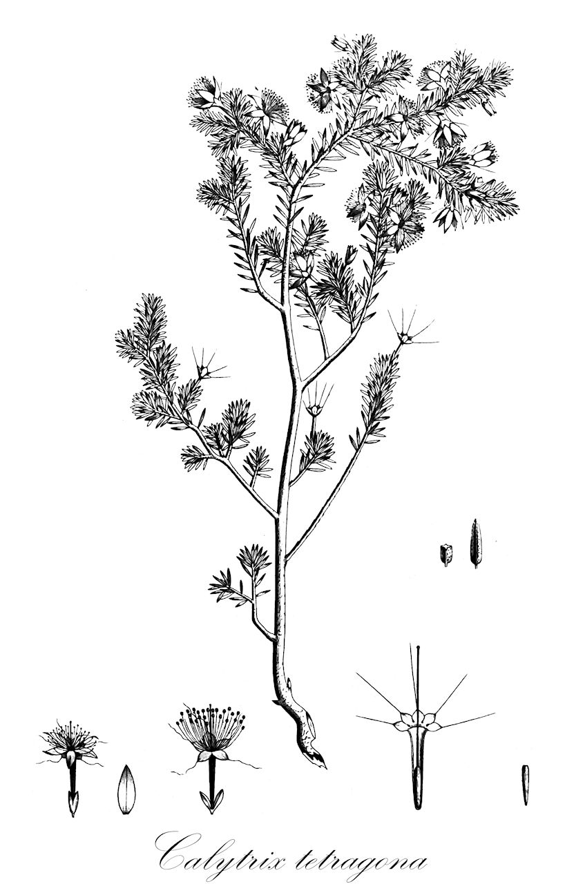 Calytrix tetragona - Myrtaceae,Plantae,Pteridobiotina,Angiosperms,Myrtales,Myrtaceae,Calytrix,Calytrix tetragona,Calycothrix behriana, Calycothrix billardierei, Calycothrix brunioides, Calycothrix curtophylla, Calycothrix diversifolia, Calycothrix glabra, Calycothrix glabra var. ciliata, Calycothrix glabra var. glaberrima, Calycothrix glabra var. virgata, Calycothrix leucantha, Calycothrix monticola, Calycothrix muelleri, Calycothrix rosea, Calycothrix scabra, Calycothrix scabra var. minor, Calycothrix schlechtendalii, Calycothrix squarrosa, Calycothrix sullivanii, Calycothrix tetragona, Calycothrix virgata, Calytrix behriana, Calytrix billardierei, Calytrix brunioides, Calytrix curtophylla, Calytrix diversifolia, Calytrix ericoides, Calytrix flavescens var. curtophylla, Calytrix glabra, Calytrix mitchellii, Calytrix pubescens, Calytrix scabra, Calytrix sullivanii, Calytrix virgata