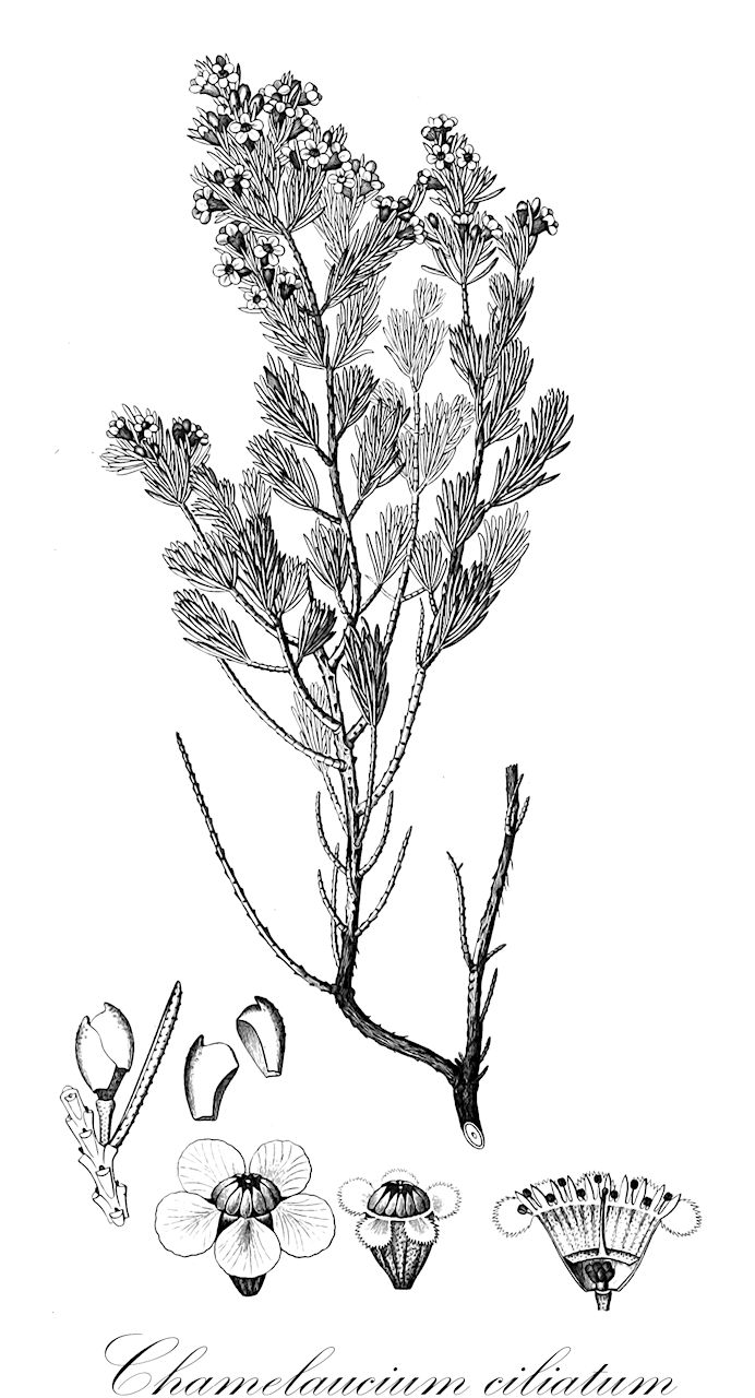 Chamelaucium ciliatum - Myrtaceae,Plantae,Pteridobiotina,Angiosperms,Myrtales,Myrtaceae,Chamelaucium,Chamelaucium ciliatum,Darwinia ciliata, Decalophium darwinioides, Decalophium rugulosum, Genetyllis pauciflora