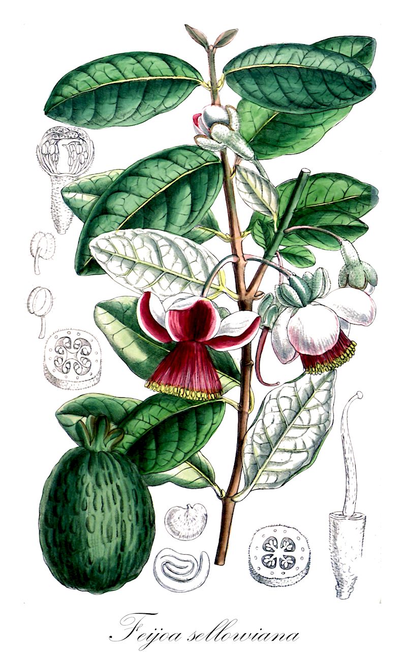 Feijoa sellowiana - Myrtaceae,Plantae,Pteridobiotina,Angiosperms,Myrtales,Myrtaceae,Feijoa,Feijoa sellowiana,Acca sellowiana, Acca sellowiana var. rugosa, Feijoa coolidegii, Feijoa obovata, Feijoa schenckiana, Feijoa sellowiana f. elongata, Feijoa sellowiana var. rugosa, Orthostemon obovatus, Orthostemon sellowianus