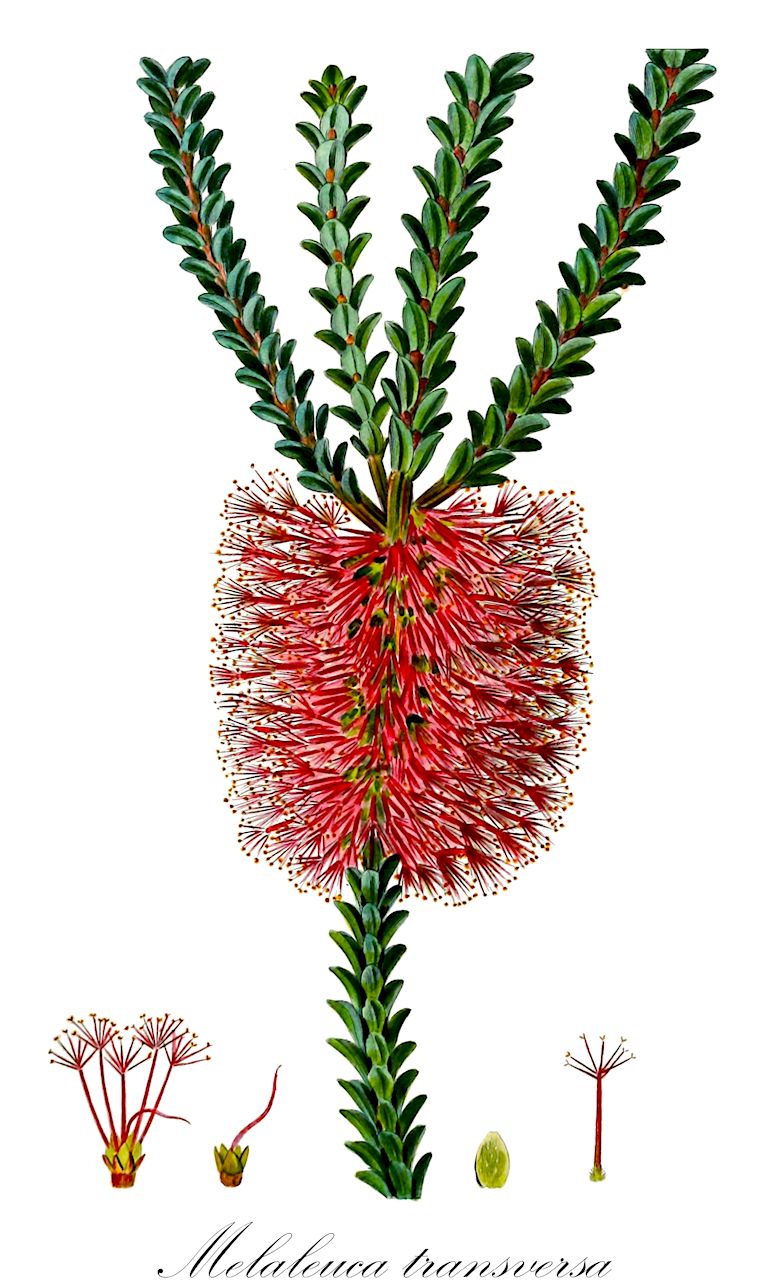 Melaleuca transversa - Myrtaceae,Plantae,Pteridobiotina,Angiosperms,Myrtales,Myrtaceae,Melaleuca,Melaleuca transversa,Beaufortia decussata