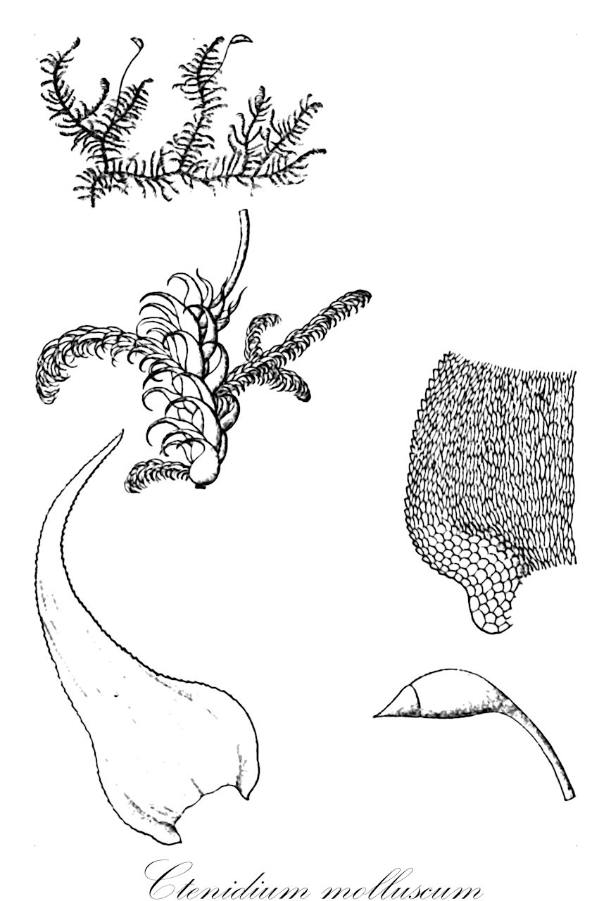 Ctenidium molluscum - Myuriaceae,Plantae,Bryobiotina,Bryophyta,Bryopsida,Bryidae,Hypnanae,Hypnales,Myuriaceae,Ctenidium,Ctenidium molluscum,Brachythecium velutinoides, Ctenidium distinguendum, Ctenidium molluscum f. fluitans, Ctenidium molluscum f. gracile, Ctenidium molluscum f. tenuissimum, Ctenidium molluscum subsp. subplumiferum, Ctenidium molluscum var. condensatum, Ctenidium molluscum var. crispulum, Ctenidium molluscum var. croceum, Ctenidium molluscum var. cylindrocarpum, Ctenidium molluscum var. distinguendum, Ctenidium molluscum var. erectum, Ctenidium molluscum var. falcatulum, Ctenidium molluscum var. fastigiatum, Ctenidium molluscum var. fluitans, Ctenidium molluscum var. glaberrimum, Ctenidium molluscum var. gracile, Ctenidium molluscum var. gracillimum, Ctenidium molluscum var. mollissimum, Ctenidium molluscum var. procerum, Ctenidium molluscum var. robustum, Ctenidium molluscum var. simplex, Ctenidium molluscum var. squarrosulum, Ctenidium molluscum var. stoloniferum, Ctenidium molluscum var. subplumiferum, Ctenidium molluscum var. tenellum, Ctenidium molluscum var. tenue, Ctenidium molluscum var. tenuissimum, Ctenidium molluscum var. velutinoides, Ctenidium molluscum var. winteri, Cupressina mollusca, Hypnum balearicum, Hypnum compressum, Hypnum crista-castrensis, Hypnum cristacastrensis var. molluscum, Hypnum delitescens, Hypnum fastigiatum subsp. balearicum, Hypnum intortum, Hypnum molluscum, Hypnum molluscum var. condensatum, Hypnum molluscum var. crispulum, Hypnum molluscum var. erectum, Hypnum molluscum var. fastigiatum, Hypnum molluscum var. fluitans, Hypnum molluscum var. gracile, Hypnum molluscum var. gracillimum, Hypnum molluscum var. gracillimum, Hypnum molluscum var. hedwigianum, Hypnum molluscum var. robustum, Hypnum molluscum var. robustum, Hypnum molluscum var. simplex, Hypnum molluscum var. squarrosulum, Hypnum molluscum var. subplumiferum, Hypnum molluscum var. tenellum, Hypnum molluscum var. tenuissima, Hypnum molluscum var. terrestre, Hypnum molluscum var. vulgare, Hypnum molluscum var. winteri, Hypnum provectum, Hypnum ravaudii subsp. balearicum, Hypnum subplumiferum, Hypnum timmii, Stereodon molluscus, Thuidium molluscum, Thuidium molluscum var. condensatum, Thuidium molluscum var. erectum, Thuidium molluscum var. gracile