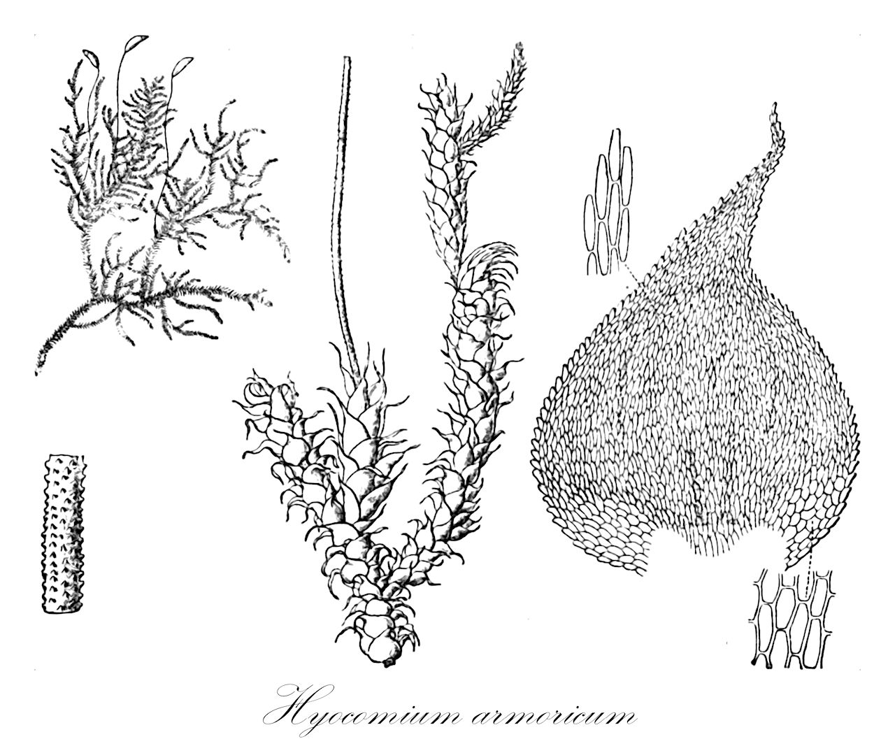 Hyocomium armoricum - Myuriaceae,Plantae,Bryobiotina,Bryophyta,Bryopsida,Bryidae,Hypnanae,Hypnales,Myuriaceae,Hyocomium,Hyocomium armoricum,Hylocomium flagellare, Hyocomium flagellare, Hyocomium flagellare var. lusitanicum, Hypnum armoricum, Hypnum flagellare, Pleurozium flagellare