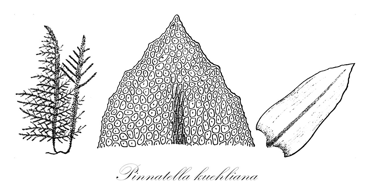 Pinnatella kuehliana - Neckeraceae,Plantae,Bryobiotina,Bryophyta,Bryopsida,Bryidae,Hypnanae,Hypnales,Neckeraceae,Pinnatella,Pinnatella kuehliana,Himantocladium nanum, Hypnum elegantissimum, Pinnatella elegantissima, Pinnatella elegantissima var. neo-caledonica, Pinnatella kuehliana f. coarctata, Pinnatella kuehliana f. laxa, Pinnatella laxa, Pinnatella nana, Porotrichum elegantissimum, Porotrichum kuehlianum, Porotrichum laxum, Thamnium elegantissimum, Thamnium kuehlianum, Thamnium laxum