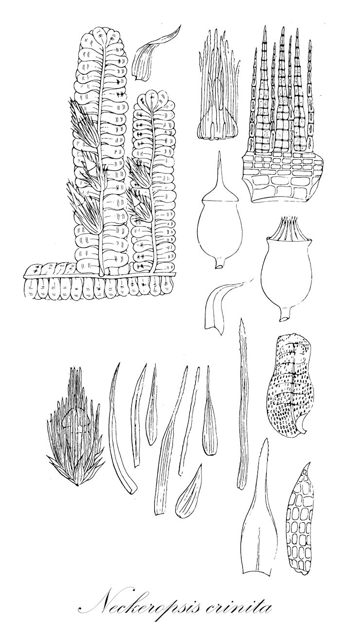 Neckeropsis crinita - Neckeraceae,Plantae,Bryobiotina,Bryophyta,Bryopsida,Bryidae,Hypnanae,Hypnales,Neckeraceae,Neckeropsis,Neckeropsis crinita,Meteorium crinitum, Neckera crinita, Neckeropsis pilosa