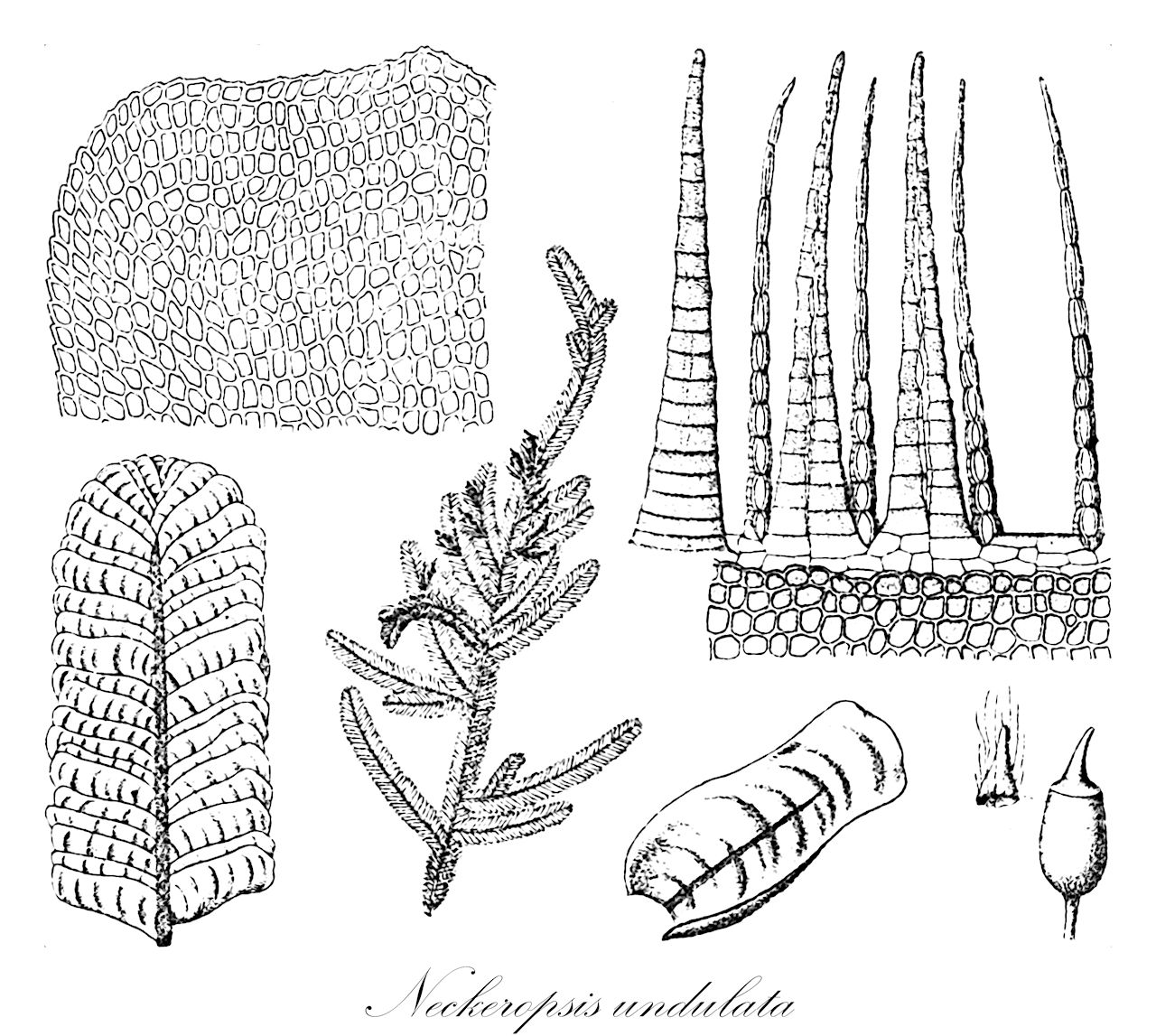 Neckeropsis undulata - Neckeraceae,Plantae,Bryobiotina,Bryophyta,Bryopsida,Bryidae,Hypnanae,Hypnales,Neckeraceae,Neckeropsis,Neckeropsis undulata,Daltonia undulata, Distichia undulata, Eleutera jamaicensis, Neckera jamaicensis, Neckera undulata, Pilotrichum undulatum, Rhystophyllum jamaicense