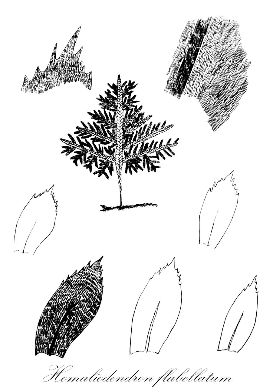 Homaliodendron flabellatum - Neckeraceae,Plantae,Bryobiotina,Bryophyta,Bryopsida,Bryidae,Hypnanae,Hypnales,Neckeraceae,Homaliodendron,Homaliodendron flabellatum,Climacium neckeroides, Climacium neckeroides var. javanicum, Homalia australasica, Homalia brachyphylla, Homalia dendroides, Homalia densa, Homalia flabellata, Homalia intermedia, Homalia javanica, Homalia ligulaefolia, Homalia mohriana, Homalia praelonga, Homalia scalpellifolia, Homaliodendron decompositum, Homaliodendron dendroides, Homaliodendron densum, Homaliodendron flabellatum var. densifolium, Homaliodendron flabellatum var. minus, Homaliodendron grandidens, Homaliodendron javanicum, Homaliodendron ligulifolium, Homaliodendron microphyllum, Homaliodendron mohrianum, Homaliodendron scalpellifolium, Homaliodendron scalpellifolium var. angustifolium, Homaliodendron squarrulosum, Homaliodendron squarrulosum f. densirameum, Hookeria flabellata, Hypnum flabellatum, Leskea flabellata, Neckera australasica, Neckera decomposita, Neckera dendroides, Neckera flabellata, Neckera javanica, Neckera ligulaefolia, Neckera mohriana, Neckera scalpellifolia, Porothamnium decompositum, Porotrichum decompositum, Porotrichum dendroides, Porotrichum flabellatum, Porotrichum grandidens, Porotrichum grandidens var. domingense, Porotrichum intermedium, Porotrichum javanicum, Porotrichum scalpellifolium, Pterygophyllum decompositum, Thamnium decompositum, Thamnium flabellatum, Thamnium flabellatum subsp. dendroides, Thamnium javanicum, Thamnium javanicum subsp. grandidens