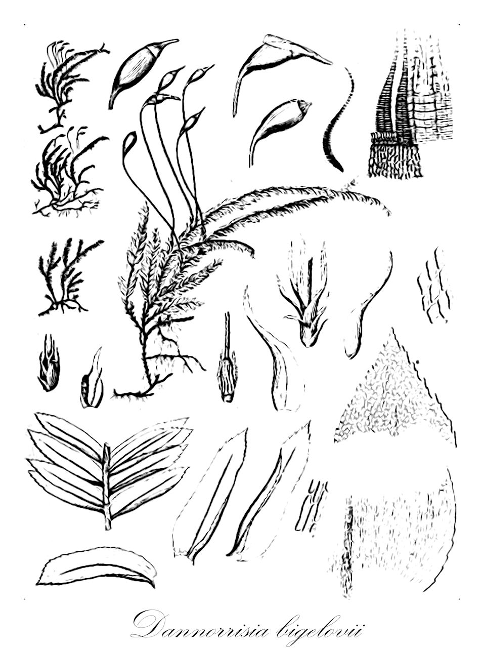 Dannorrisia bigelovii - Neckeraceae,Plantae,Bryobiotina,Bryophyta,Bryopsida,Bryidae,Hypnanae,Hypnales,Neckeraceae,Dannorrisia,Dannorrisia bigelovii,Eurhynchium bigelovii, Hypnum bigelovii, Porothamnium bigelovii, Porotrichum bigelovii, Thamnium bigelovii, Thamnobryum bigelovii