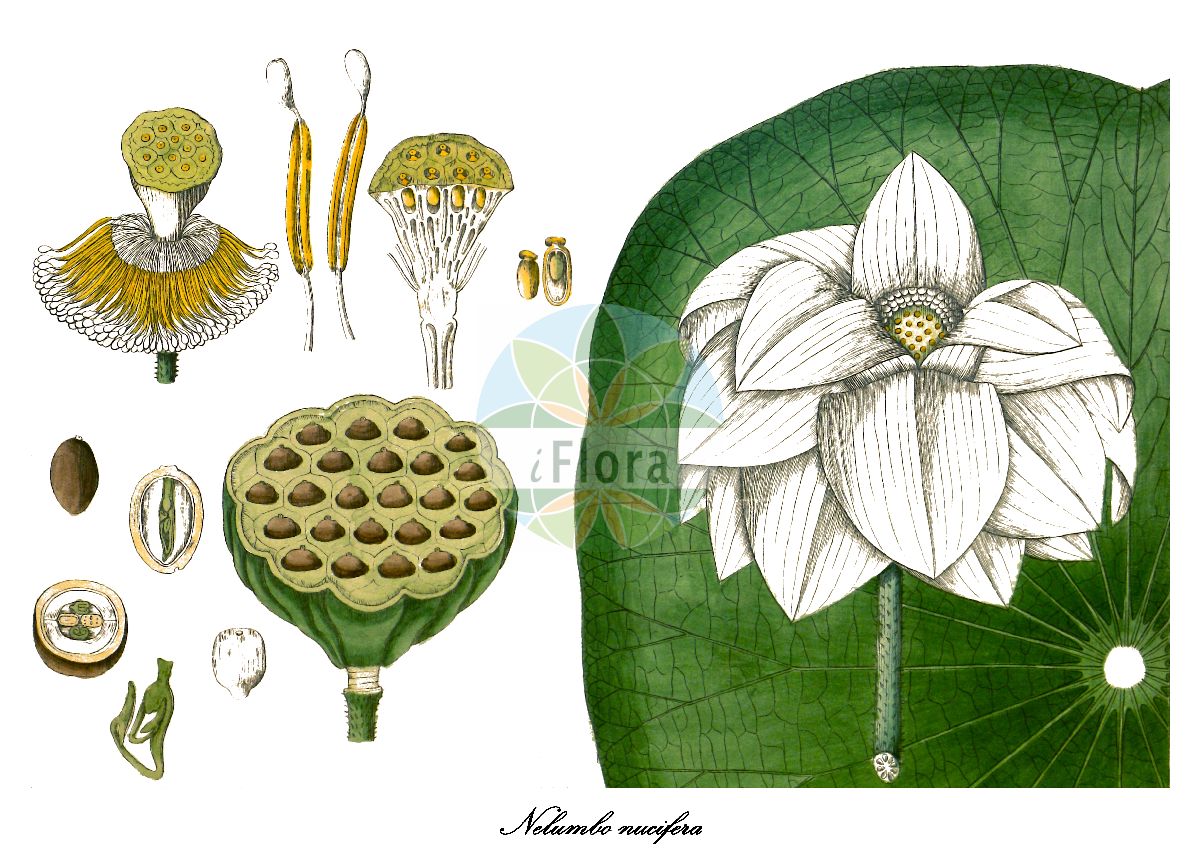 Historische Abbildung von Nelumbo nucifera (Indische Lotosblume - Indian lotus). Das Bild zeigt Blatt, Bluete, Frucht und Same. ---- Historical Drawing of Nelumbo nucifera (Indische Lotosblume - Indian lotus). The image is showing leaf, flower, fruit and seed.(Nelumbo nucifera,Indische Lotosblume,Indian lotus,Nelumbium caspicum,Nelumbium speciosum,Nelumbo caspica,Nymphaea nelumbo,Nelumbo,Lotosblume,Lotus,Nelumbonaceae,Lotosblumengewächse,Lotus-lily family,Blatt,Bluete,Frucht,Same,leaf,flower,fruit,seed,Wight (1840-1850))