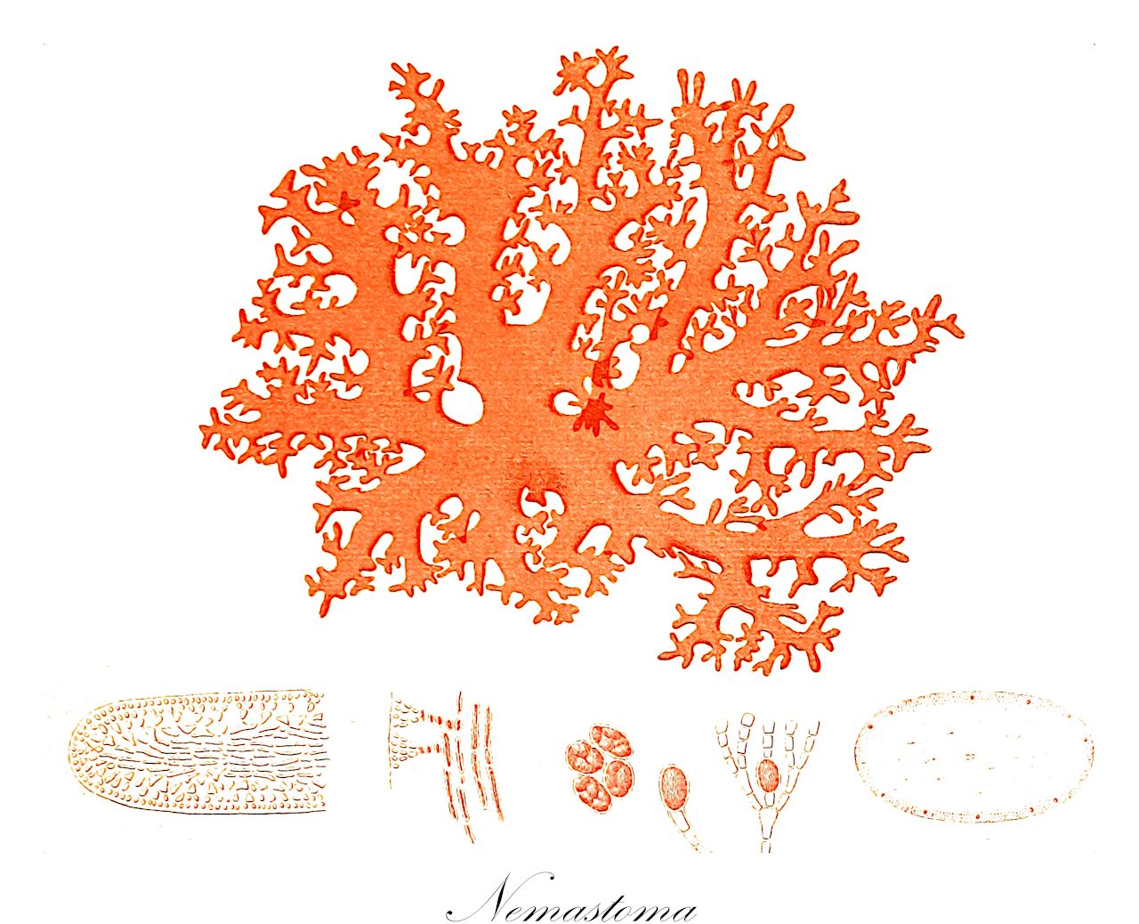 Nemastoma - Nemaliaceae,Biota,Plantae,Rhodophyta,Eurhodophytina,Florideophyceae,Nemastomatales,Nemastomataceae,Nemastoma,Nemostoma