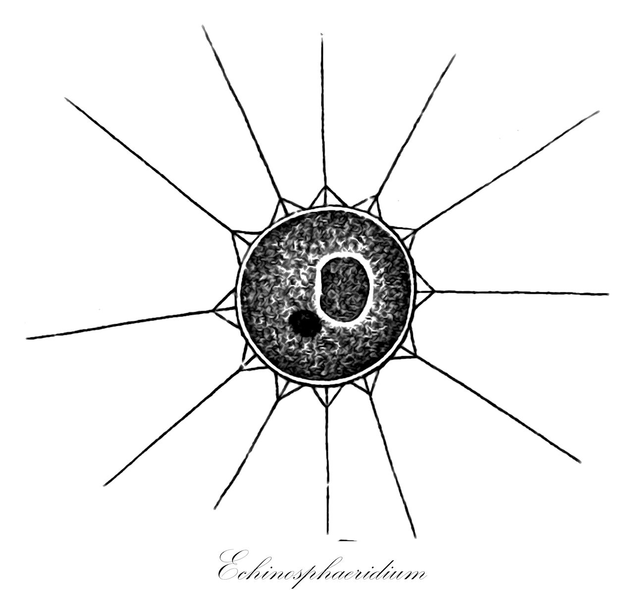 Echinosphaeridium - Chlorophyta,Biota,Plantae,Chlorophyta,Chlorophytina,Chlorophyceae,Sphaeropleales,Neochloridaceae,Echinosphaeridium