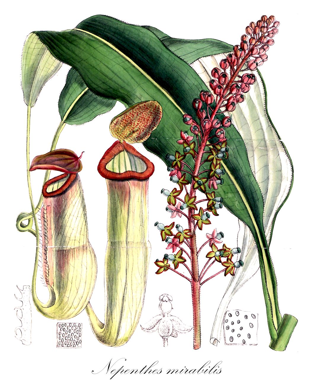 Nepenthes mirabilis - Nepenthaceae,Plantae,Pteridobiotina,Angiosperms,Caryophyllales,Nepenthaceae,Nepenthes,Nepenthes mirabilis,Nepenthes albolineata, Nepenthes alicae, Nepenthes armbrustae, Nepenthes bernaysii, Nepenthes cholmondeleyi, Nepenthes fimbriata, Nepenthes fimbriata var. leptostachya, Nepenthes garrawayae, Nepenthes jardinei, Nepenthes kennedyana, Nepenthes macrostachya, Nepenthes moluccensis, Nepenthes moorei, Nepenthes obrieniana, Nepenthes pascoensis, Nepenthes phyllamphora, Nepenthes phyllamphora var. macrantha, Nepenthes phyllamphora var. pediculata, Nepenthes phyllamphora var. platyphylla, Nepenthes tubulosa, Phyllamphora mirabilis