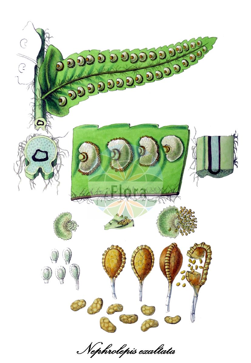 Historische Abbildung von Nephrolepis exaltata (Aufrechter Schwertfarn - Sword fern). Das Bild zeigt Blatt, Bluete, Frucht und Same. ---- Historical Drawing of Nephrolepis exaltata (Aufrechter Schwertfarn - Sword fern). The image is showing leaf, flower, fruit and seed.(Nephrolepis exaltata,Aufrechter Schwertfarn,Sword fern,Polypodium exaltatum,Nephrolepis,Schwertfarn,Boston fern,Nephrolepidaceae,Blatt,Bluete,Frucht,Same,leaf,flower,fruit,seed,Hooker (1838-1842))
