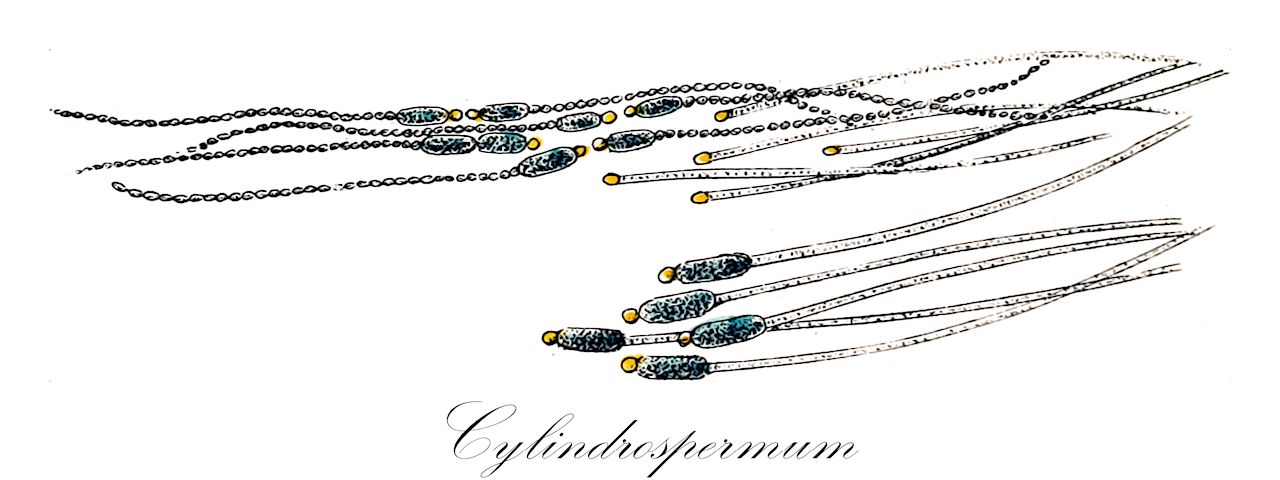 Cylindrospermum - Cyanobacteria,Biota,Bacteria,Negibacteria,Cyanobacteria,Cyanophyceae,Nostocales,Nostocaceae,Cylindrospermum