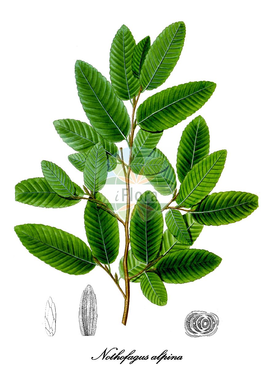 Historische Abbildung von Nothofagus alpina (Rauli-Scheinbuche - Rauli). Das Bild zeigt Blatt, Bluete, Frucht und Same. ---- Historical Drawing of Nothofagus alpina (Rauli-Scheinbuche - Rauli). The image is showing leaf, flower, fruit and seed.(Nothofagus alpina,Rauli-Scheinbuche,Rauli,Fagus alpina,Fagus nervosa,Nothofagus nervosa,Nothofagus procera,Rauli,Nothofagus,Scheinbuche,Nothofagaceae,Scheinbuchengewächse,Blatt,Bluete,Frucht,Same,leaf,flower,fruit,seed,Poeppig (1835-1845))