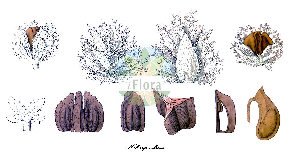 Historische Abbildung von Nothofagus alpina (Rauli-Scheinbuche - Rauli). Das Bild zeigt Blatt, Bluete, Frucht und Same. ---- Historical Drawing of Nothofagus alpina (Rauli-Scheinbuche - Rauli). The image is showing leaf, flower, fruit and seed.(Nothofagus alpina,Rauli-Scheinbuche,Rauli,Fagus alpina,Fagus nervosa,Nothofagus nervosa,Nothofagus procera,Rauli,Nothofagus,Scheinbuche,Nothofagaceae,Scheinbuchengewächse,Blatt,Bluete,Frucht,Same,leaf,flower,fruit,seed,Poeppig (1835-1845))