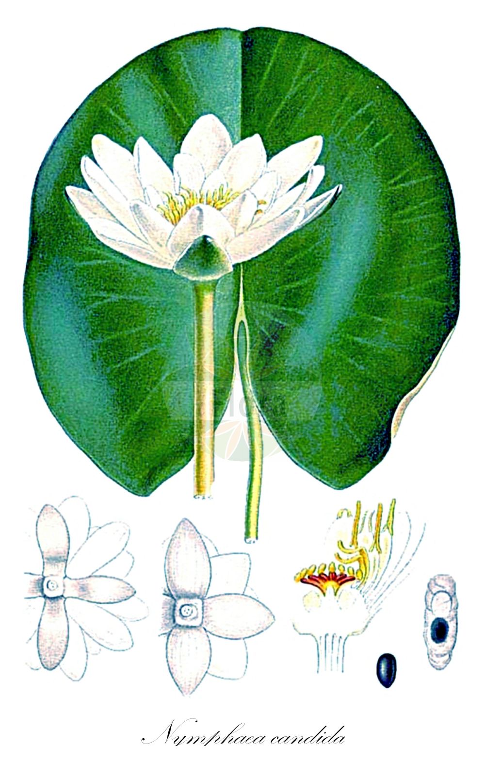 Historische Abbildung von Nymphaea candida (Glänzende Seerose - Candid Water-lily). Das Bild zeigt Blatt, Bluete, Frucht und Same. ---- Historical Drawing of Nymphaea candida (Glänzende Seerose - Candid Water-lily). The image is showing leaf, flower, fruit and seed.(Nymphaea candida,Glänzende Seerose,Candid Water-lily,Castalia candida,Nymphaea candida,Nymphaea colchica,Glaenzende Seerose,Kleine Seerose,Candid Water-lily,Shining Water Lily,Nymphaea,Seerose,Water-lily,Nymphaeaceae,Seerosengewächse,Water-lily family,Blatt,Bluete,Frucht,Same,leaf,flower,fruit,seed,Lindman (1901-1905))