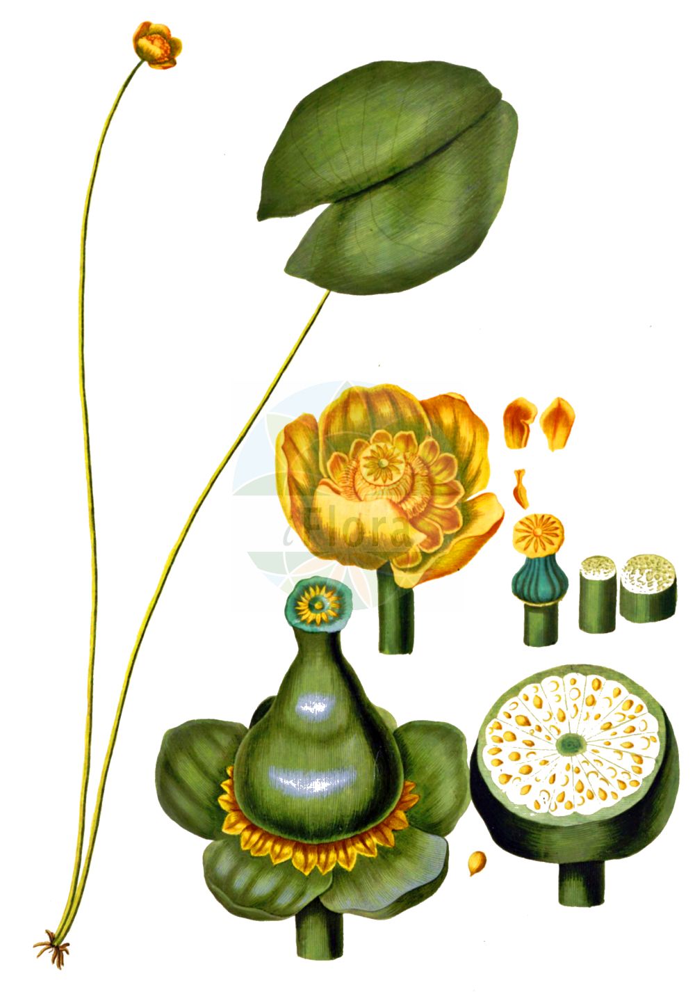 Historische Abbildung von Nuphar lutea (Gelbe Teichrose - Yellow Water-lily). Das Bild zeigt Blatt, Bluete, Frucht und Same. ---- Historical Drawing of Nuphar lutea (Gelbe Teichrose - Yellow Water-lily). The image is showing leaf, flower, fruit and seed.(Nuphar lutea,Gelbe Teichrose,Yellow Water-lily,Nenuphar luteum,Nuphar lutea,Nuphar sericea,Nymphaea lutea,Nymphozanthus luteus,Gelbe Teichrose,Grosse Teichrose,Mummel,Yellow Water-lily,Cow Lily,Spatterdock,Yellow Pond Lily,Nuphar,Teichrose,Pond-lily,Nymphaeaceae,Seerosengewächse,Water-lily family,Blatt,Bluete,Frucht,Same,leaf,flower,fruit,seed,Oeder (1761-1883))