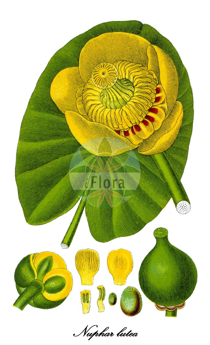 Historische Abbildung von Nuphar lutea (Große Teichrose - Yellow Water-lily). Das Bild zeigt Blatt, Bluete, Frucht und Same. ---- Historical Drawing of Nuphar lutea (Große Teichrose - Yellow Water-lily). The image is showing leaf, flower, fruit and seed.(Nuphar lutea,Große Teichrose,Yellow Water-lily,Nenuphar luteum,Nuphar sericea,Nymphaea lutea,Nymphozanthus luteus,Gelbe Teichrose,Grosse Kandel,Mummel,Cow Lily,Spatterdock,Yellow Pond Lily,Nuphar,Teichrose,Spatterdock,Nymphaeaceae,Seerosengewächse,Water-lily Family,Blatt,Bluete,Frucht,Same,leaf,flower,fruit,seed,Sturm (1796ff))