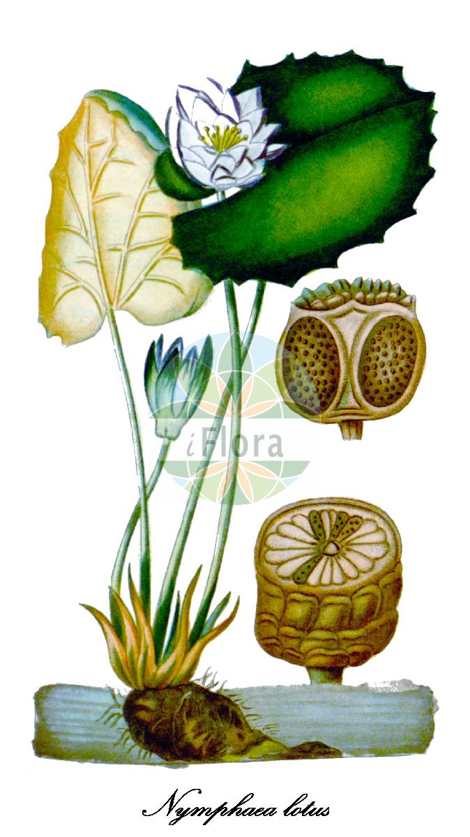 Historische Abbildung von Nymphaea lotus (Weiße Ägyptische Seerose - Egyptian lotus). Das Bild zeigt Blatt, Bluete, Frucht und Same. ---- Historical Drawing of Nymphaea lotus (Weiße Ägyptische Seerose - Egyptian lotus). The image is showing leaf, flower, fruit and seed.(Nymphaea lotus,Weiße Ägyptische Seerose,Egyptian lotus,Nymphaea thermalis,Nymphaea,Seerose,Water-lily,Nymphaeaceae,Seerosengewächse,Water-lily Family,Blatt,Bluete,Frucht,Same,leaf,flower,fruit,seed,Descourtilz (1821-1829))