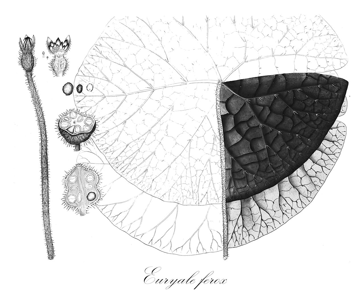 Euryale ferox - Nymphaeaceae,Plantae,Pteridobiotina,Angiosperms,Nymphaeales,Nymphaeaceae,Euryale,Euryale ferox,Anneslea spinosa, Euryale ferox f. ussuriense, Euryale indica,Stachelseerose