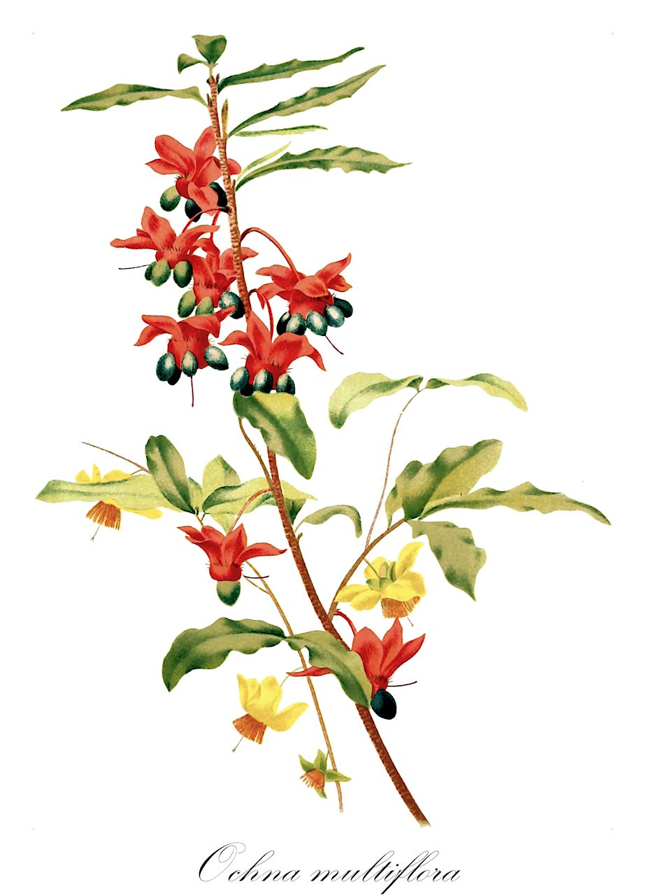 Ochna multiflora - Ochnaceae,Plantae,Pteridobiotina,Angiosperms,Malpighiales,Ochnaceae,Ochnoideae,Ochna,Ochna multiflora,Diporidium multiflorum, Gomphia multiflora, Ochna coriacea, Ochna dubia, Ochna fragrans, Ochna griffoniana, Ochna klainei, Ochna mannii, Ochna palisotii, Ochna rubricaulis, Ochna tenuipes, Ochnella tenuipes, Pentochna ramosa