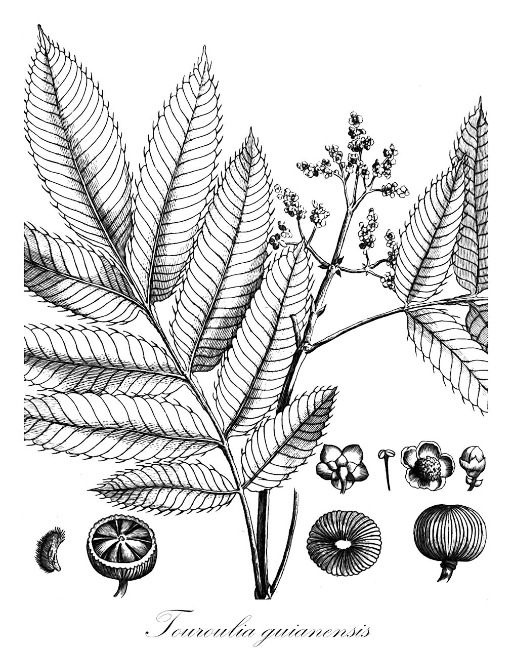 Touroulia guianensis - Ochnaceae,Plantae,Pteridobiotina,Angiosperms,Malpighiales,Ochnaceae,Quiinoideae,Touroulia,Touroulia guianensis,Robinsonia guianensis, Robinsonia melianthifolia, Touroulia solitaria